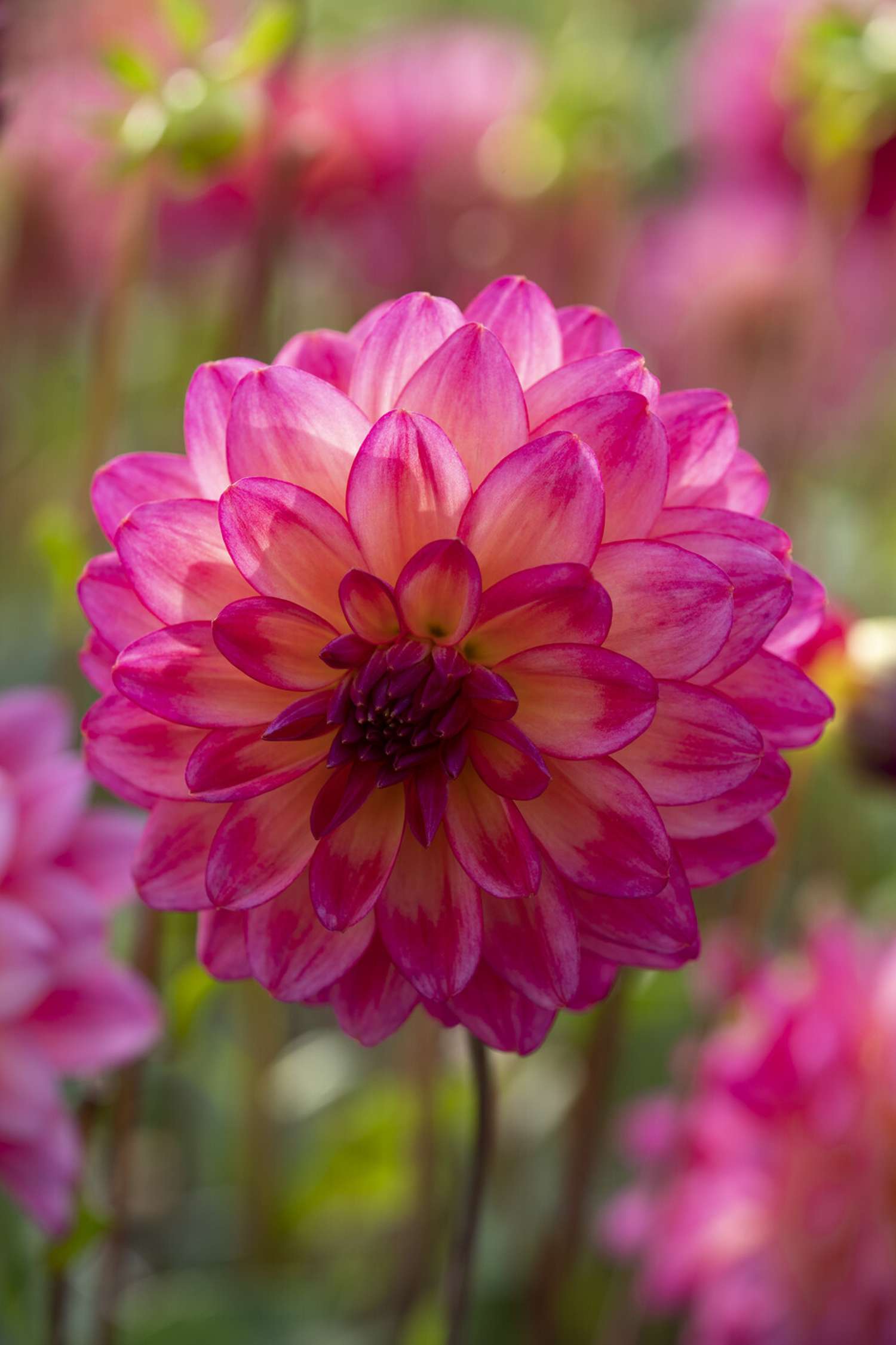 Dahlia 'Loé'