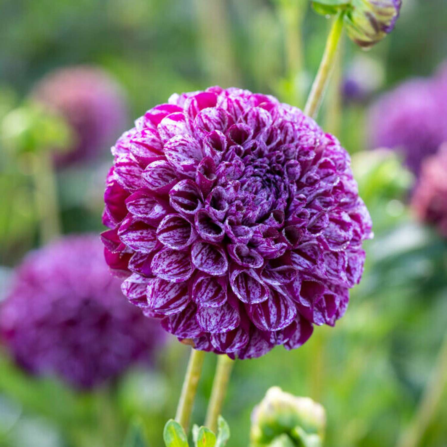 Dahlia 'Marble Ball'