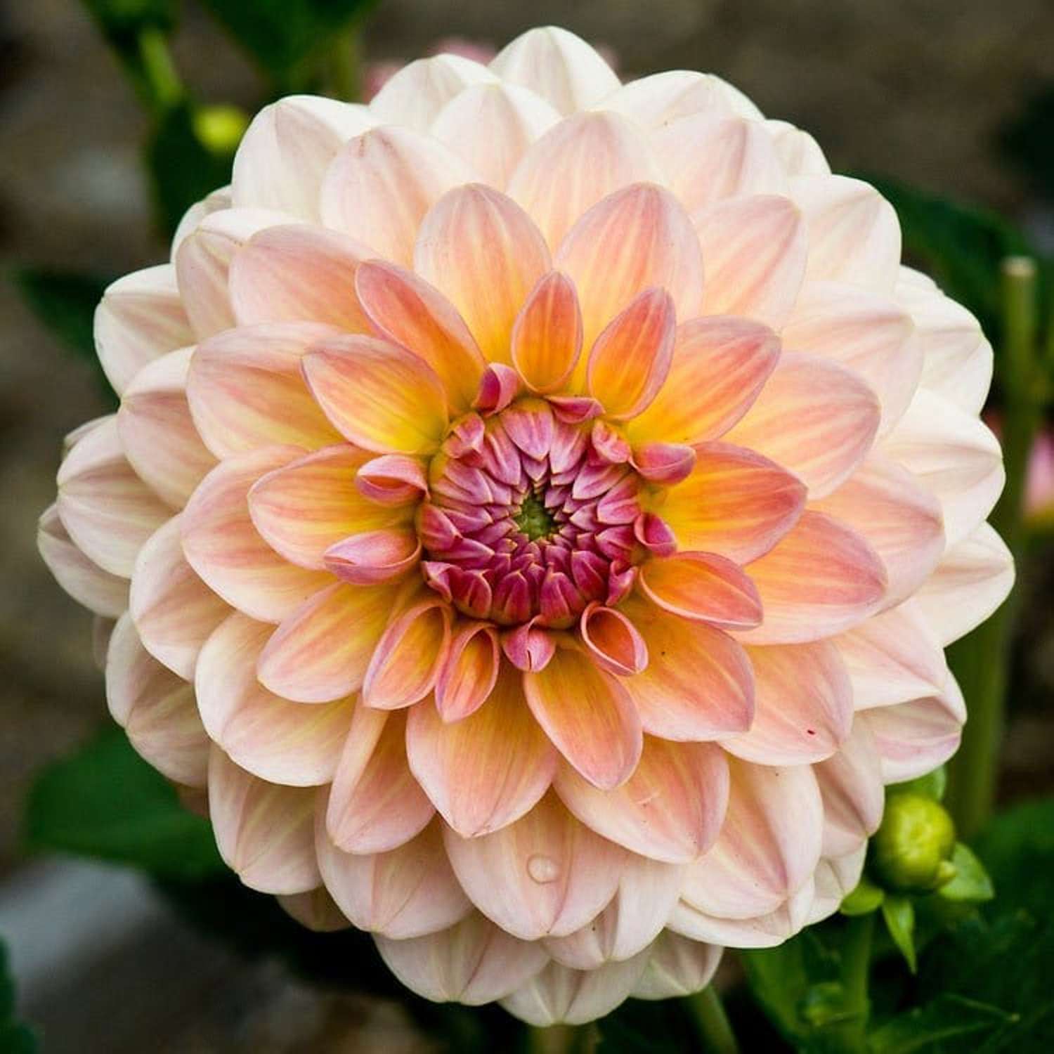 Dahlia 'Maya'