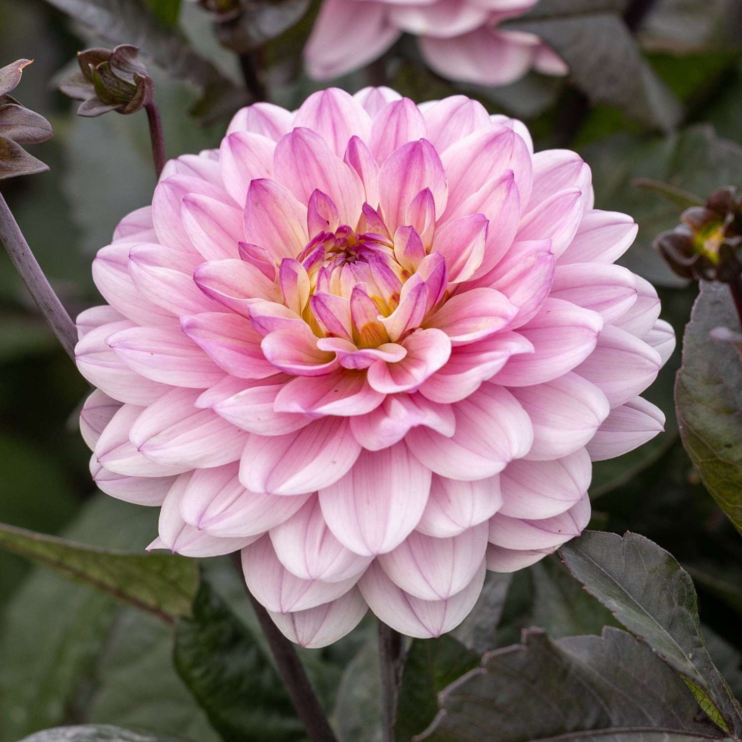 Dahlia 'Melody Harmony'