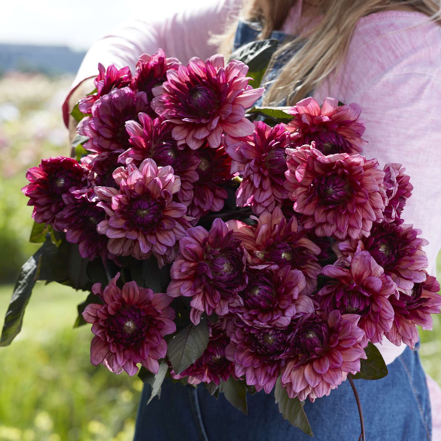 Dahlia 'Molly Raven'