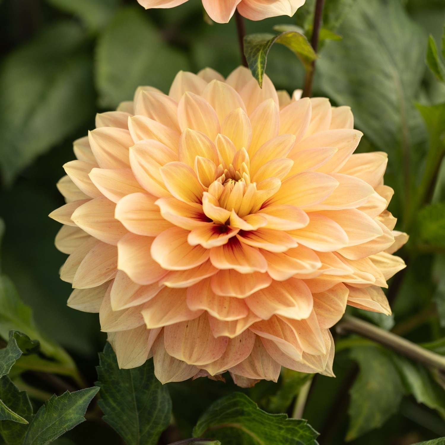 Dahlia 'Nicholas'