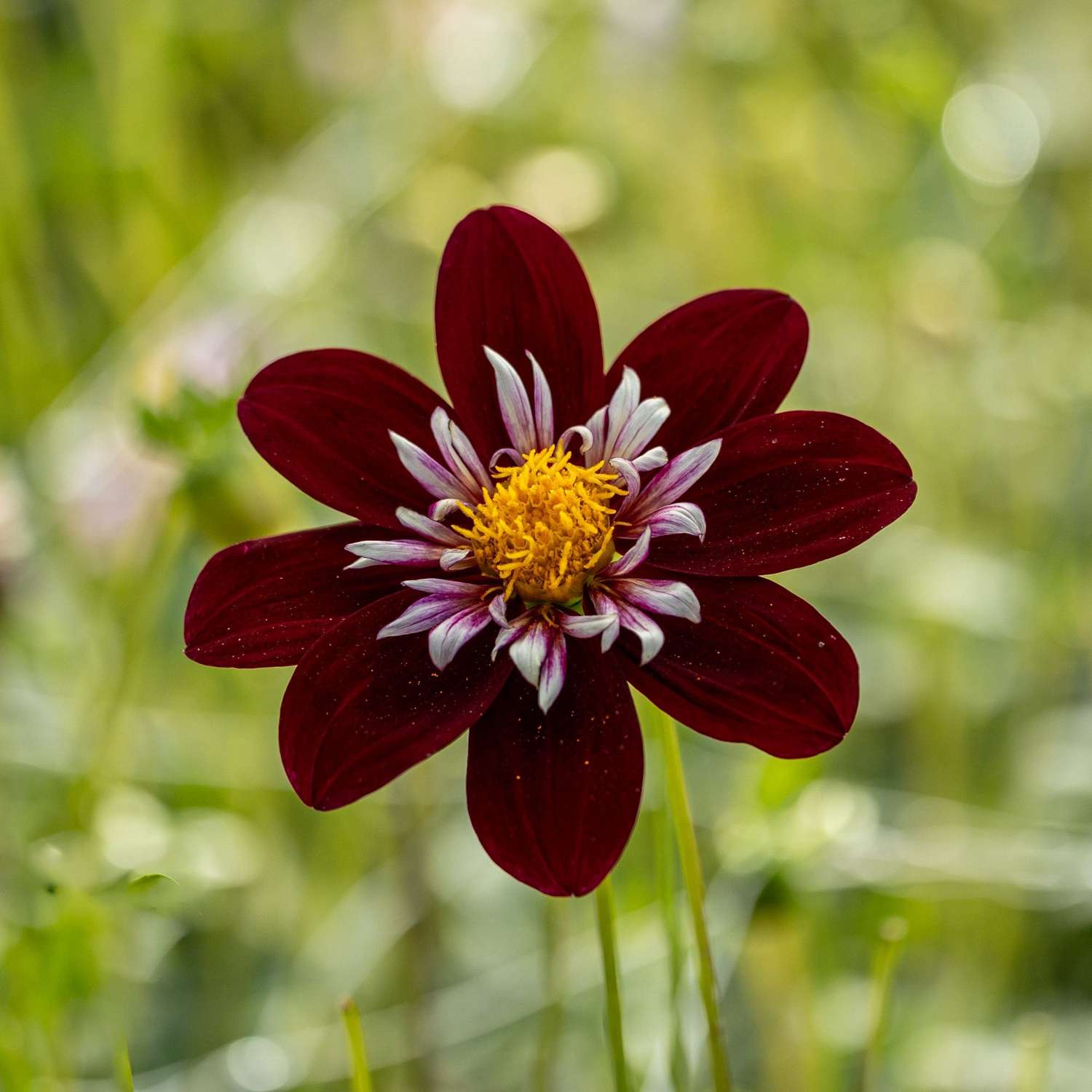 Dahlia 'Night Butterfly'