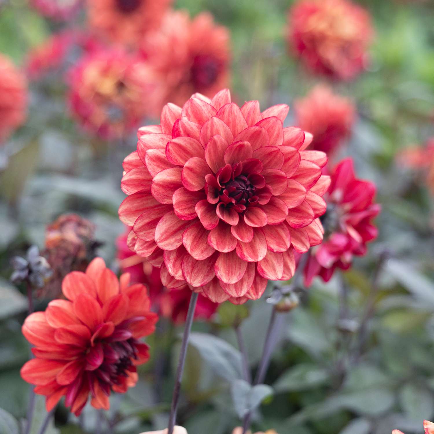 Dahlia ‘Orient Express’