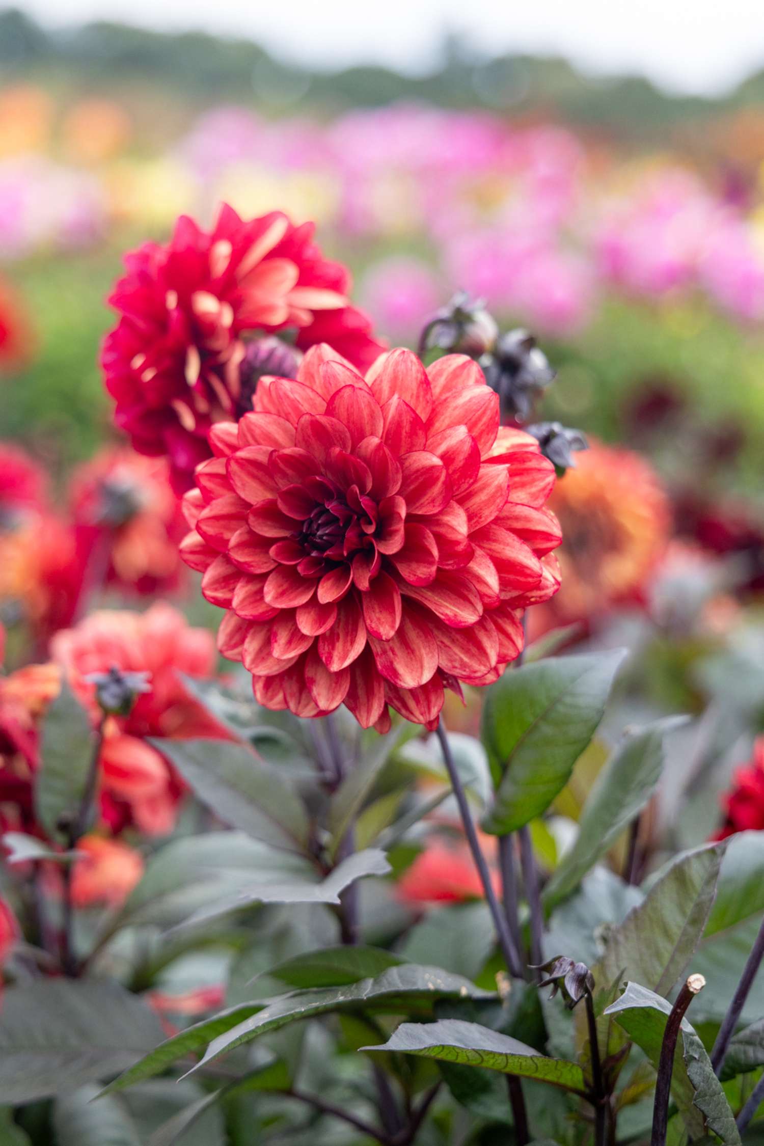 Dahlia ‘Orient Express’