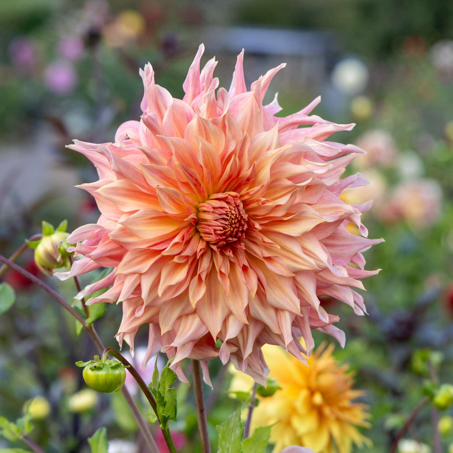 Dahlia 'Penhill Watermelon'