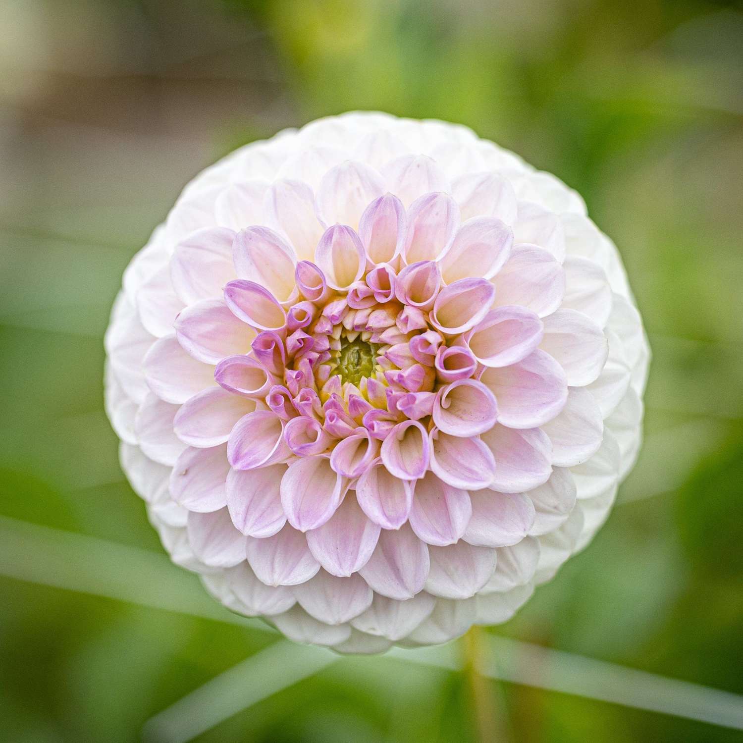 Dahlia 'Pink Pearl'