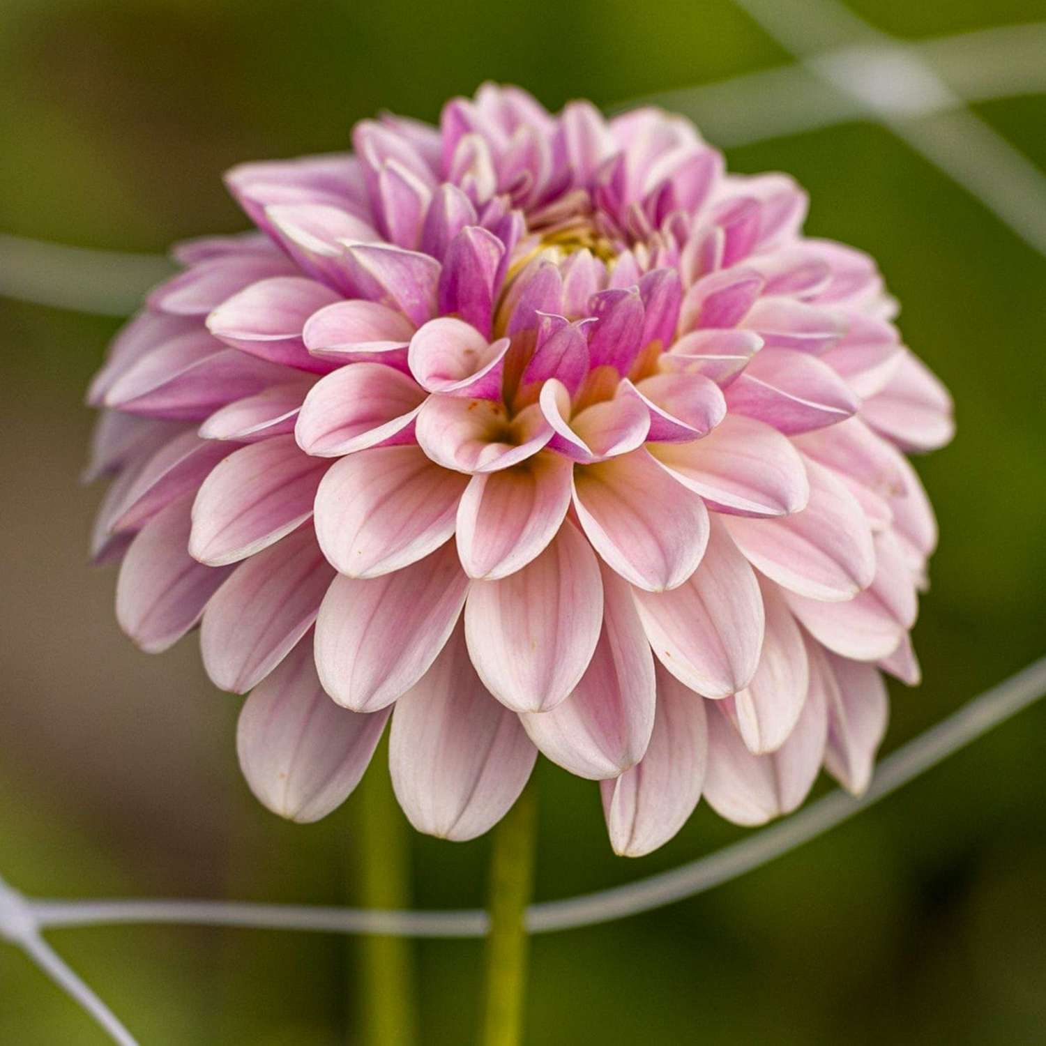 Dahlia 'Pink Silk'