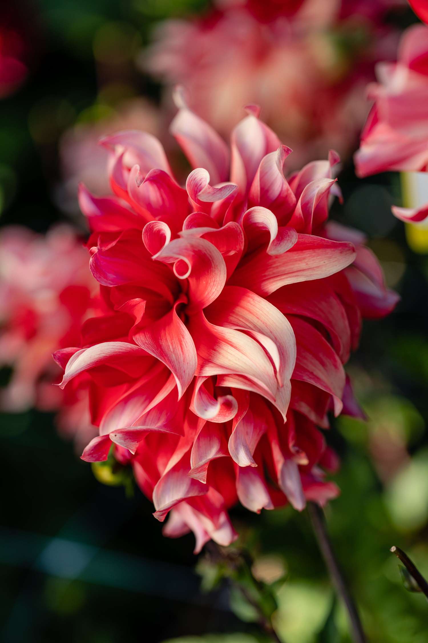 Dahlia 'Red Labyrinth'
