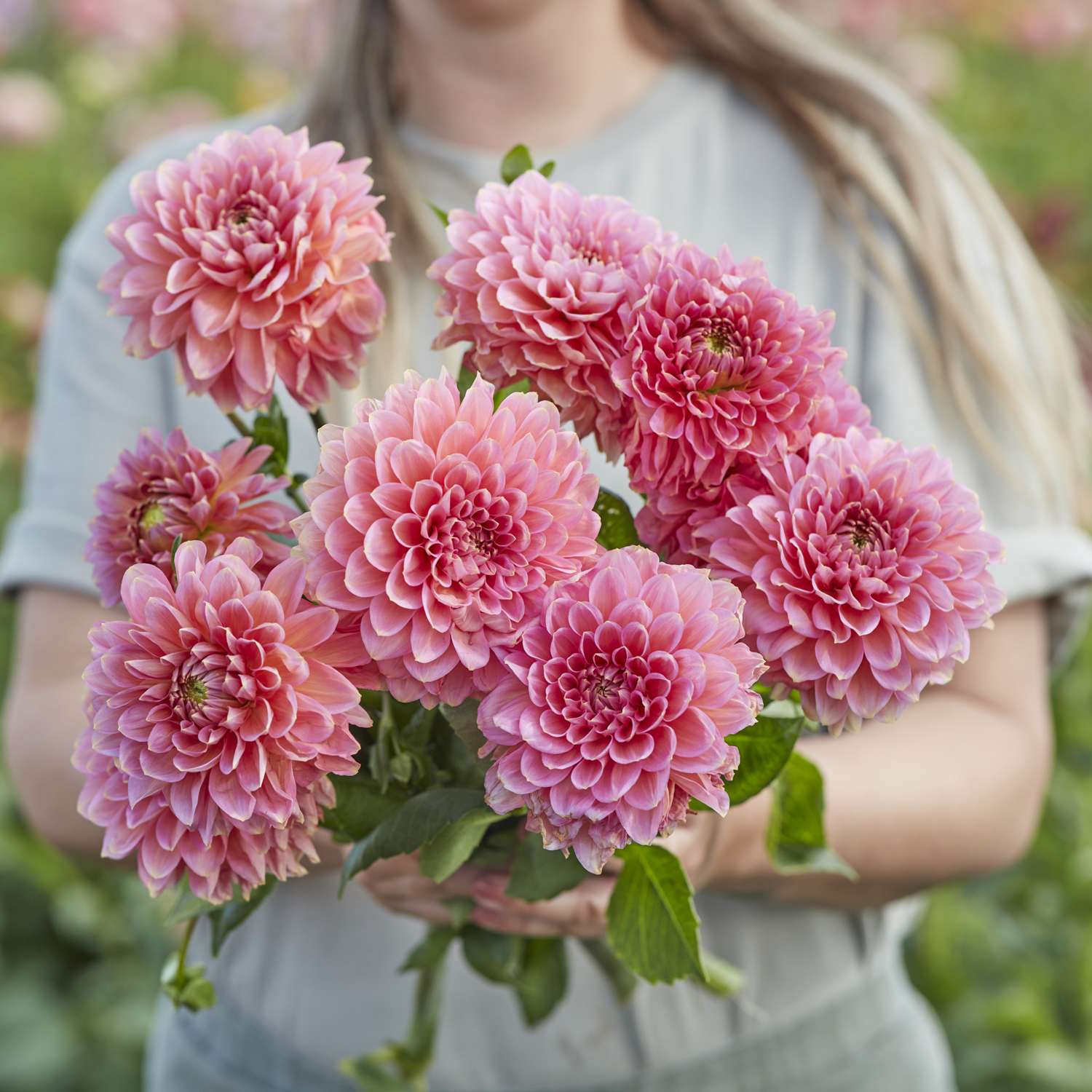 Dahlia 'Rina Bredie'