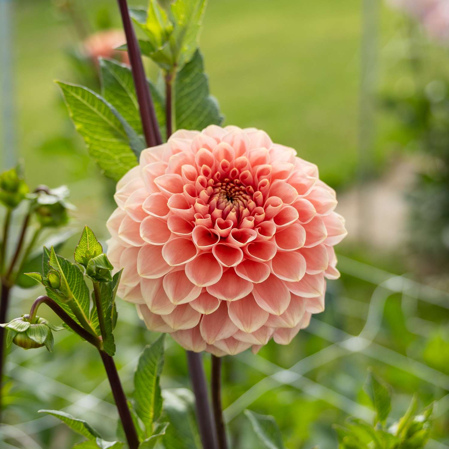 Dahlia 'Romance'