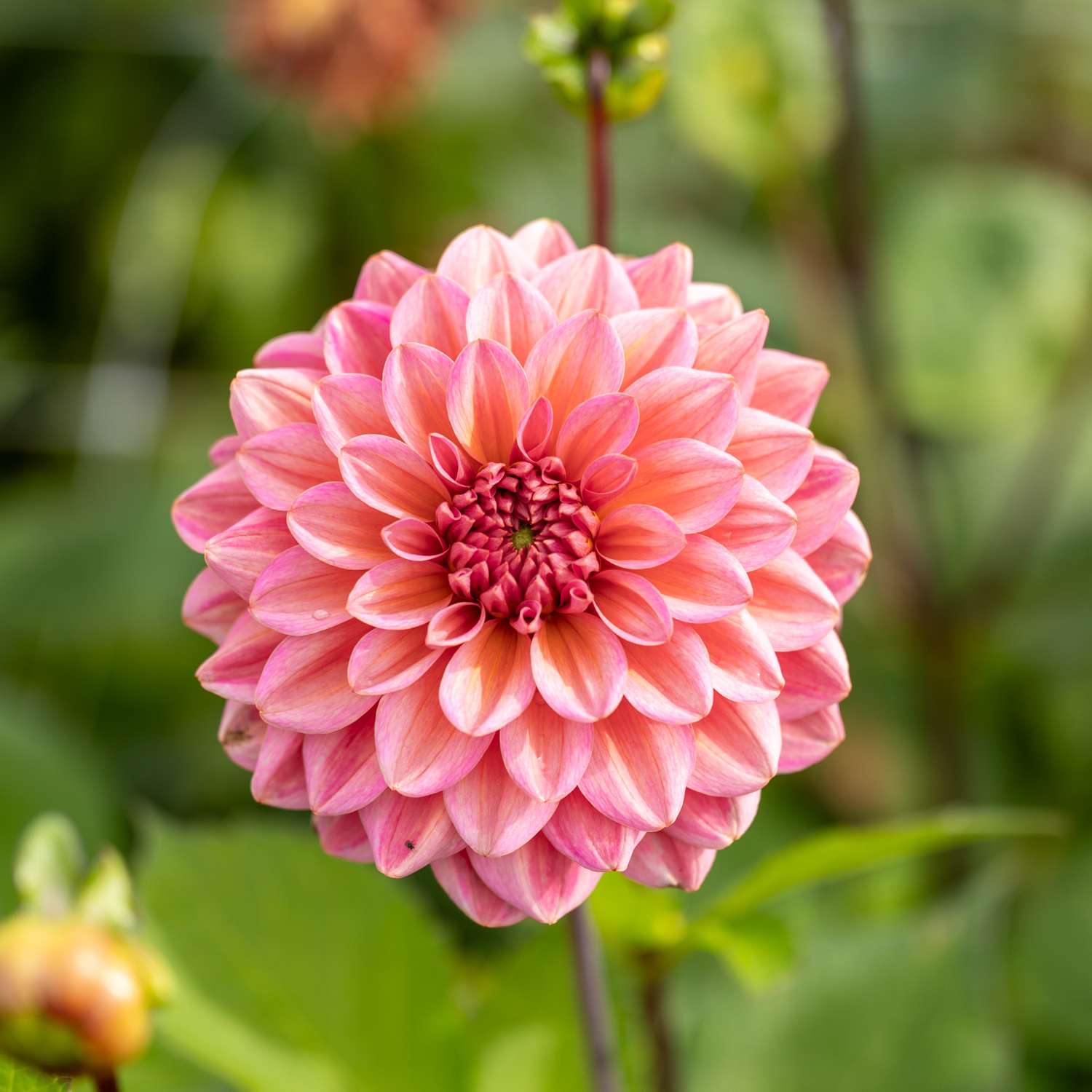 Dahlia 'Salmon Runner'