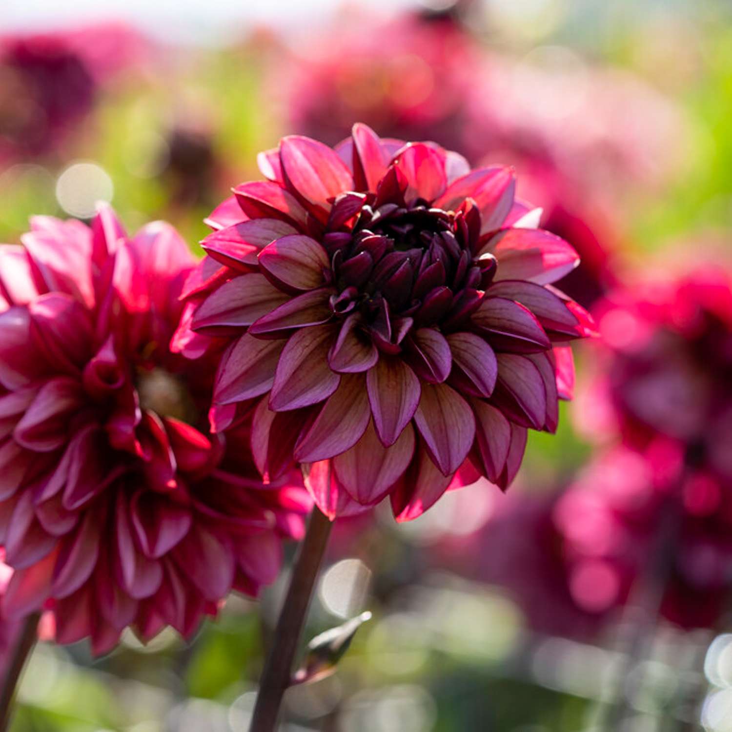 Dahlia ‘Senior’s Hope’