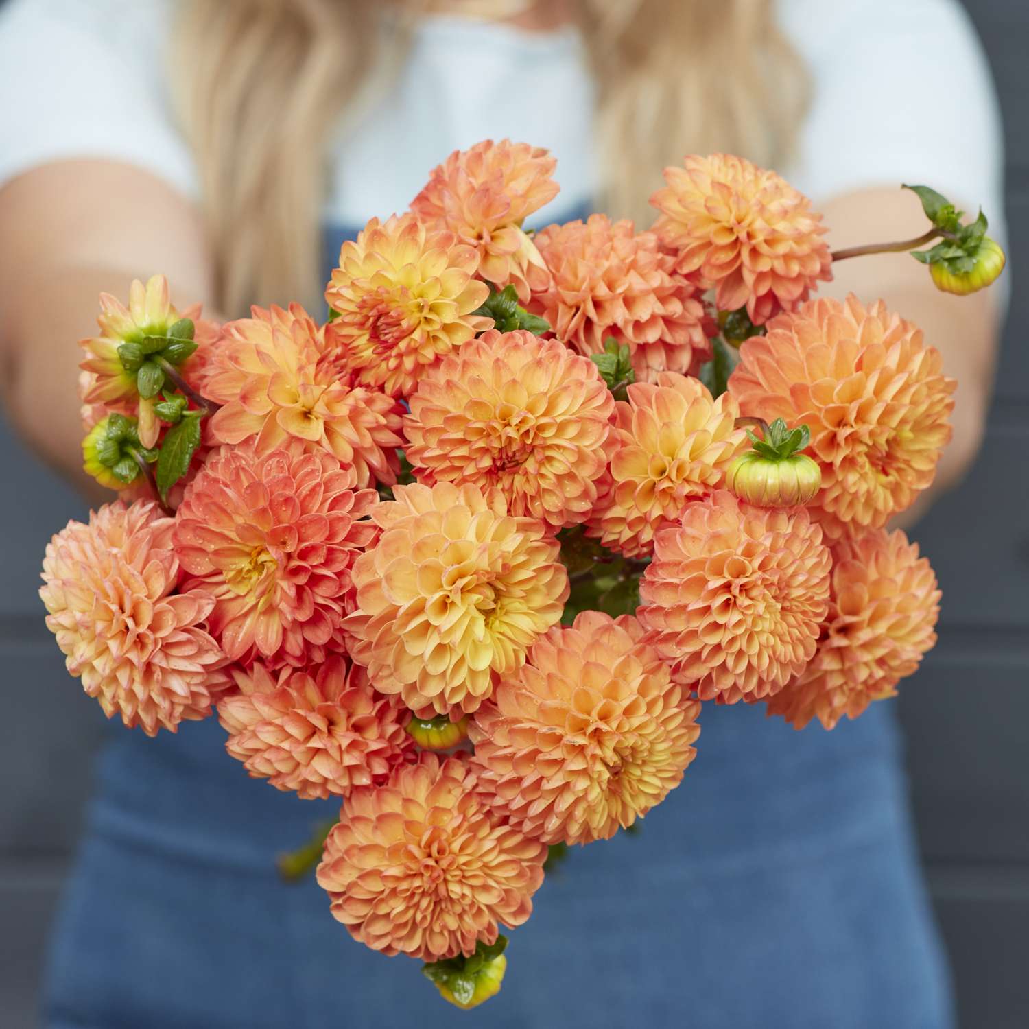 Dahlia 'Souvenir d’Ete'