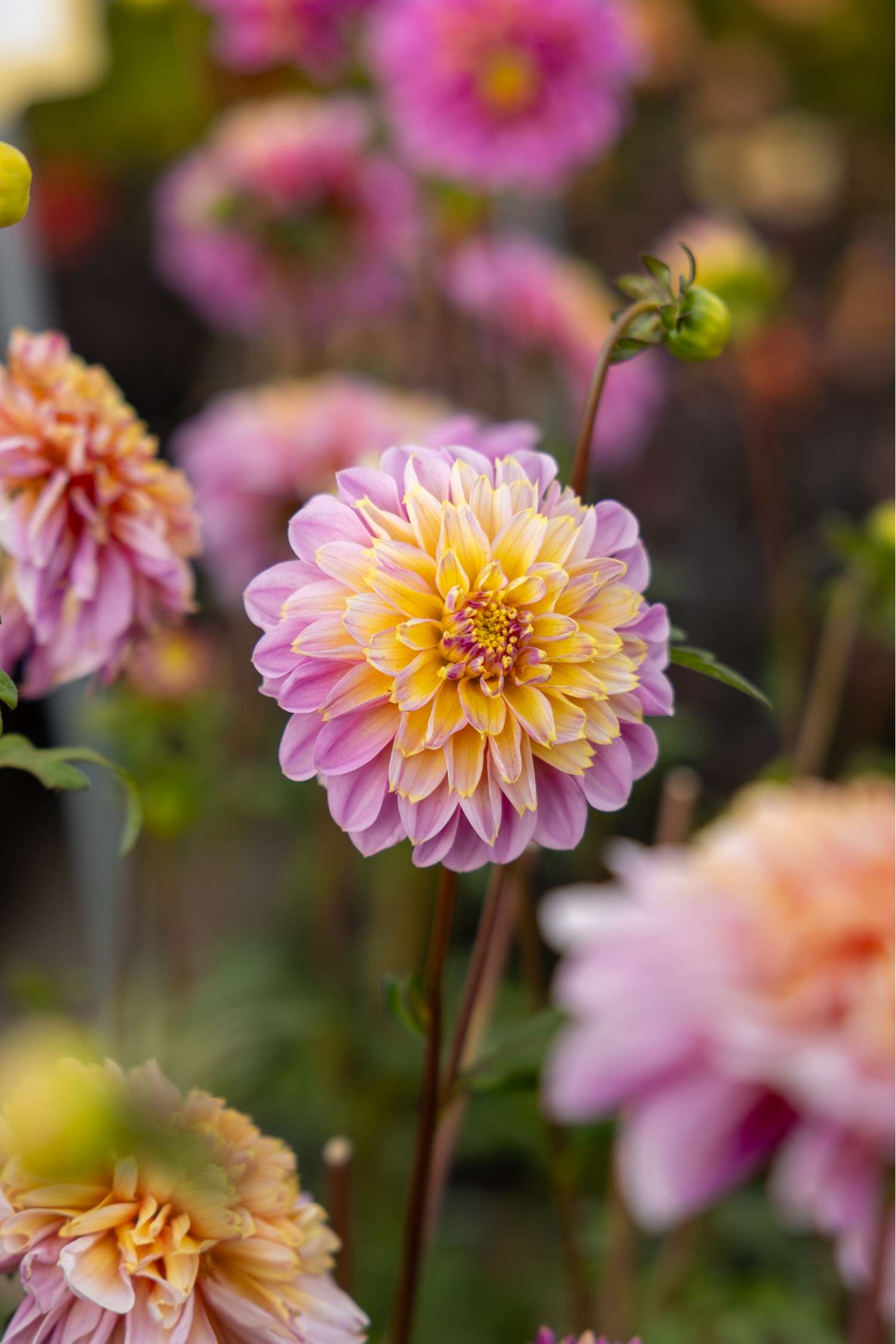 Dahlia 'Take Off'