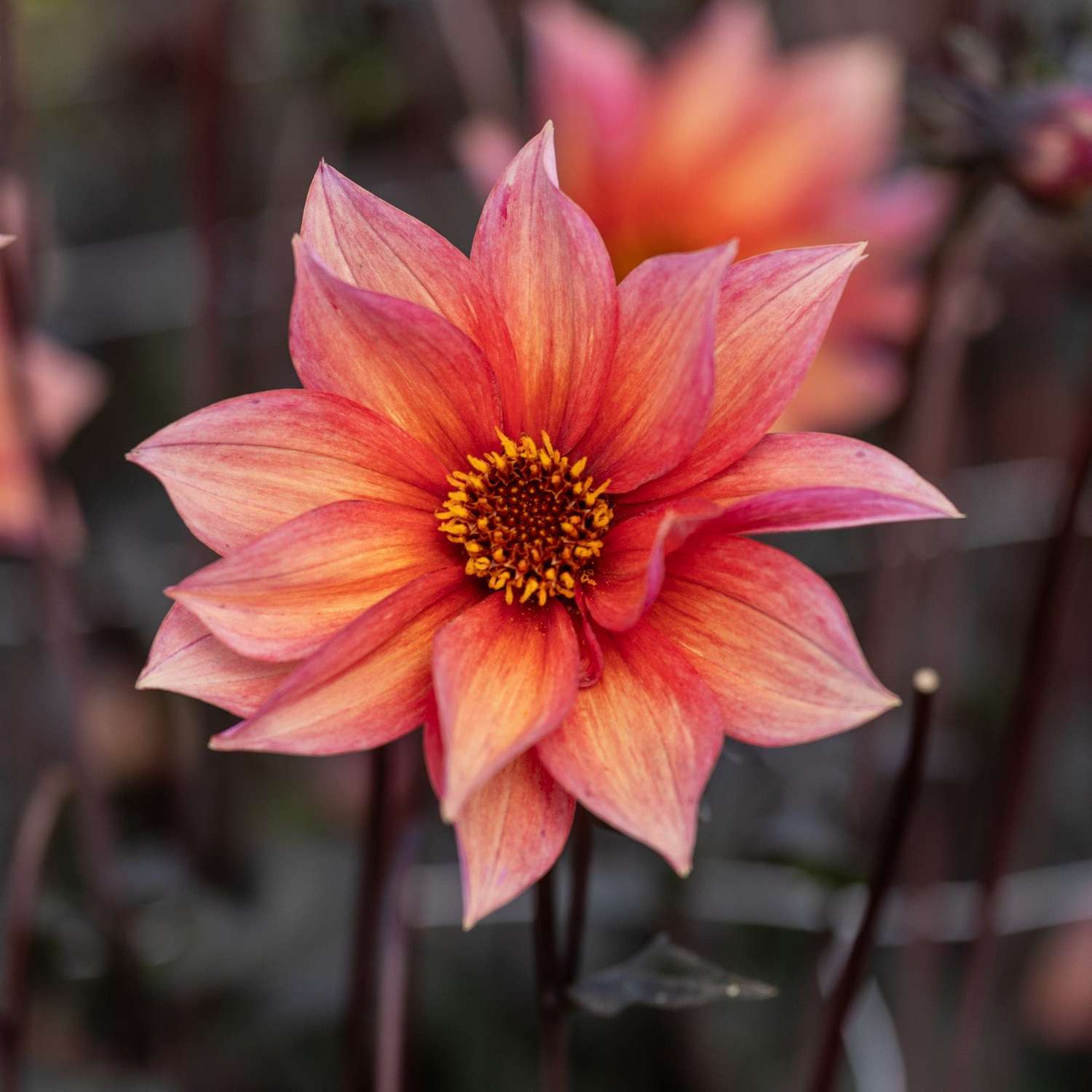 dahlia-waltzing-mathilda