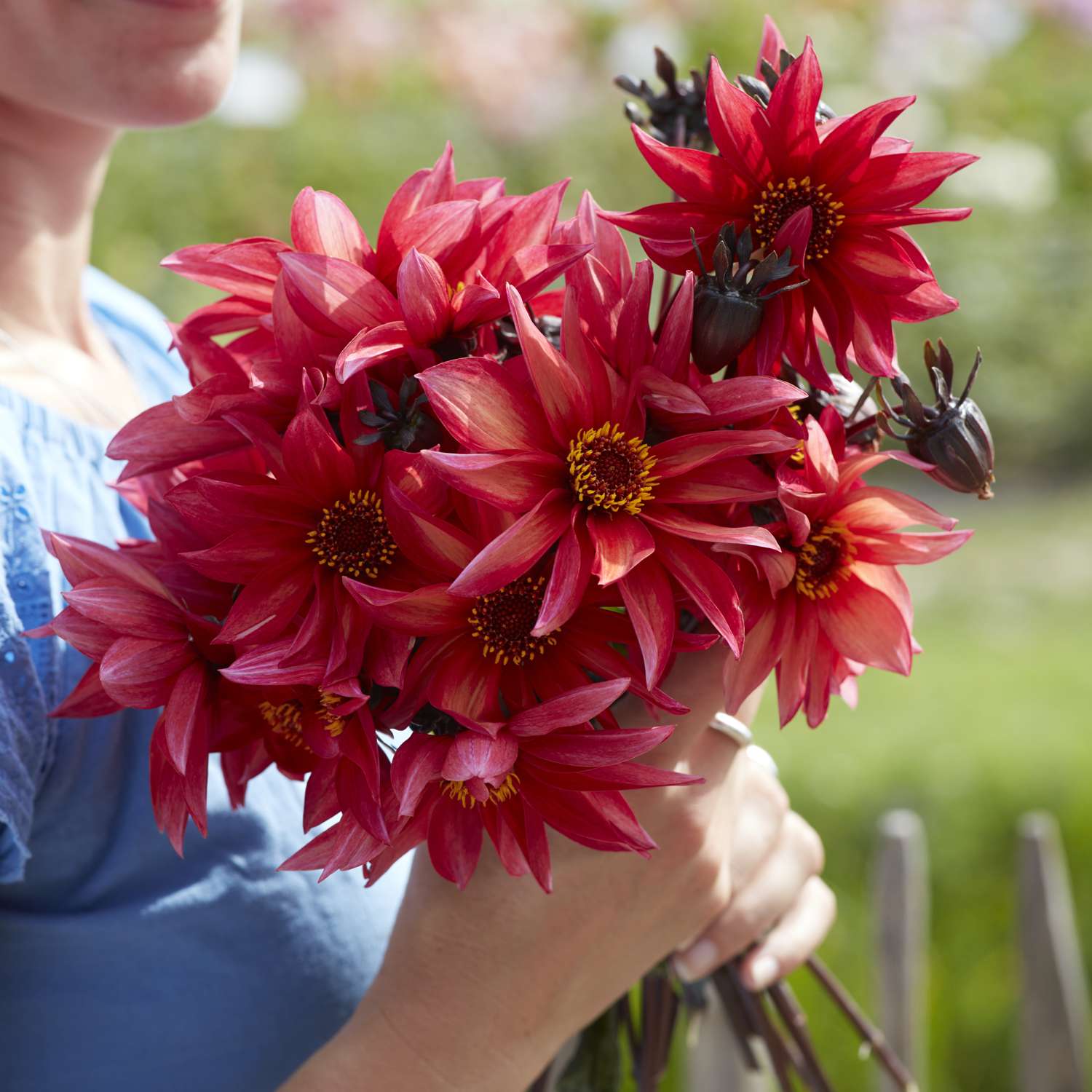 dahlia-waltzing-mathilda