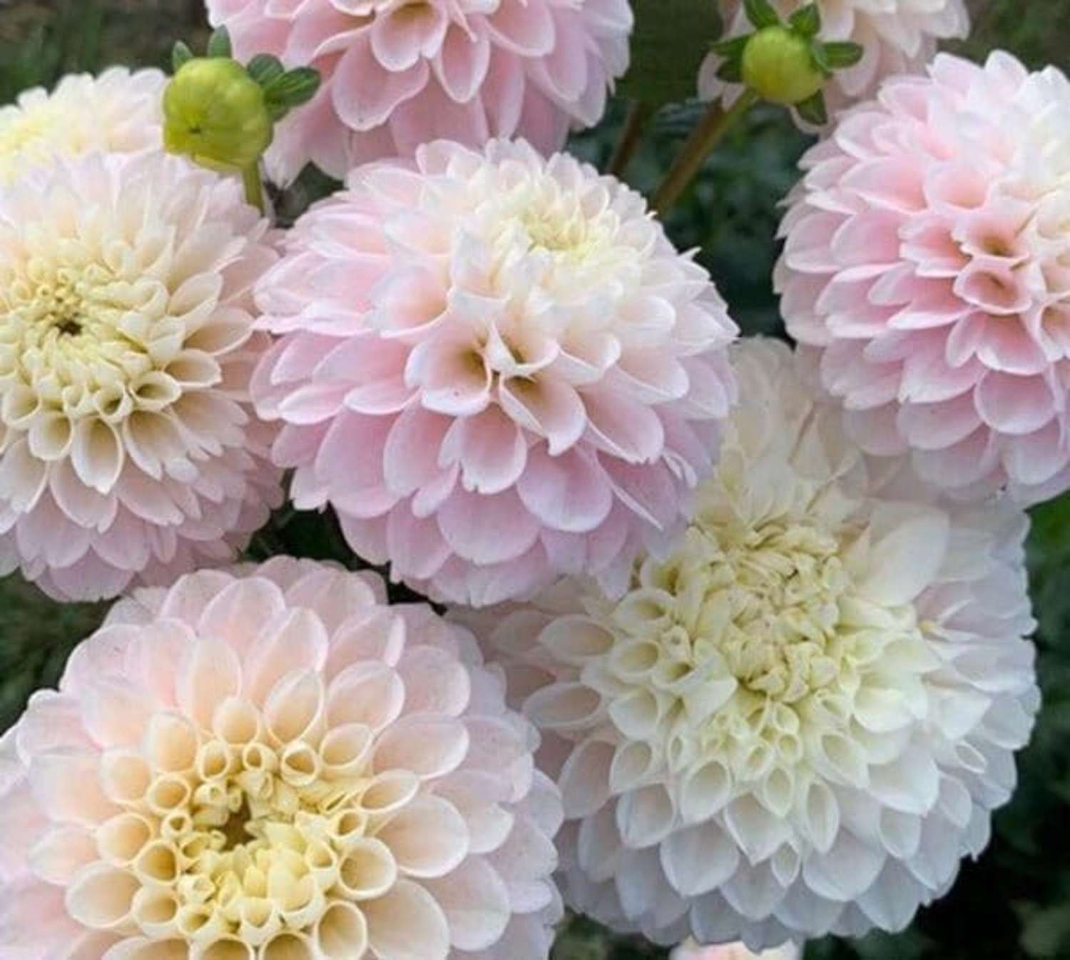 Dahlia 'Wizard of Lightening'