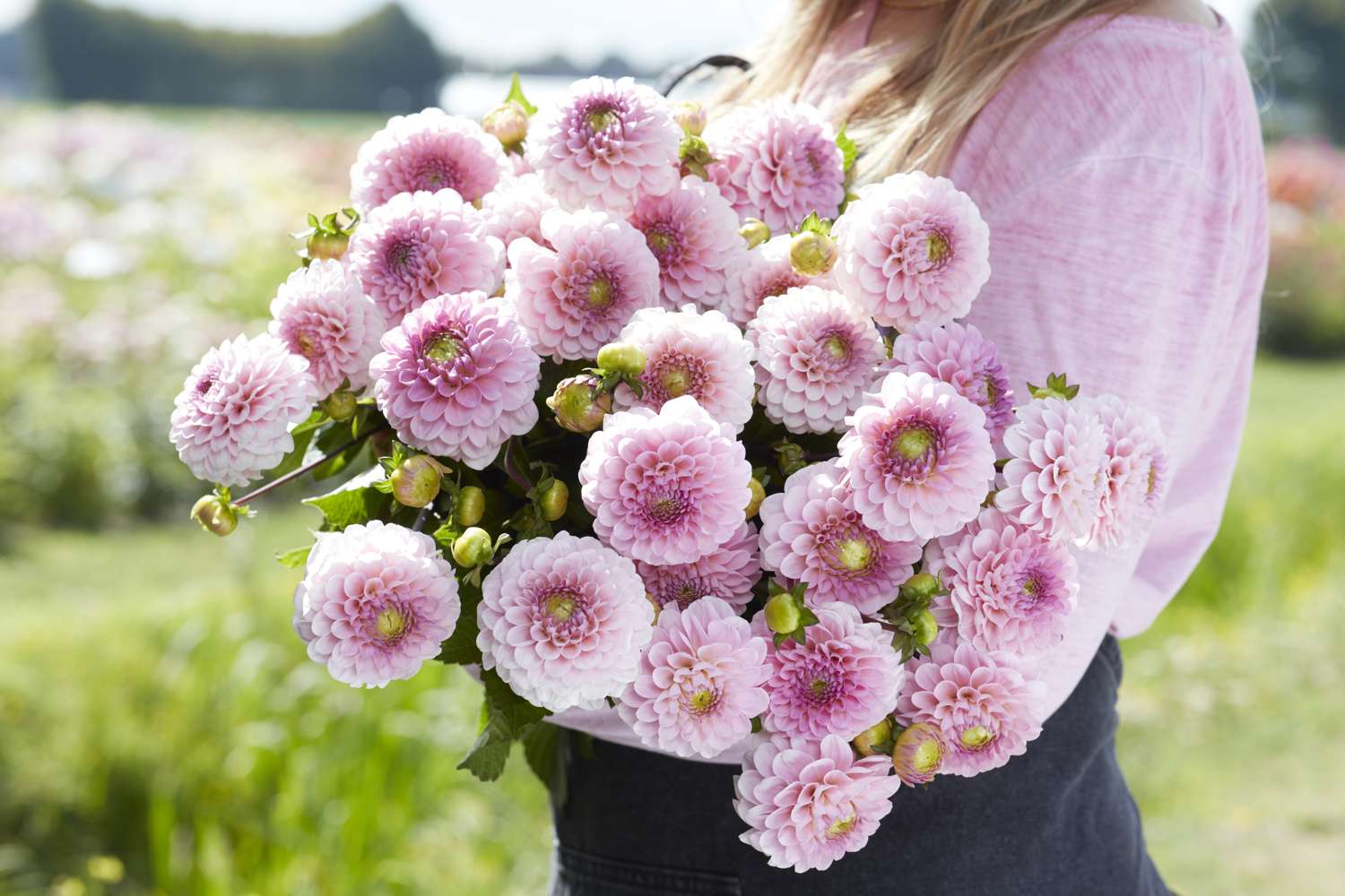 Dahlia 'Wizard of Oz'