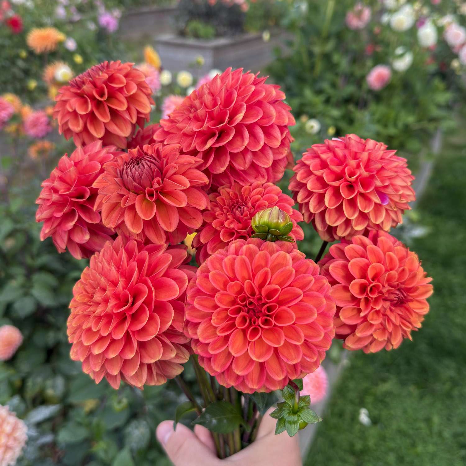 Dahlia 'Zundert Mystery Fox'