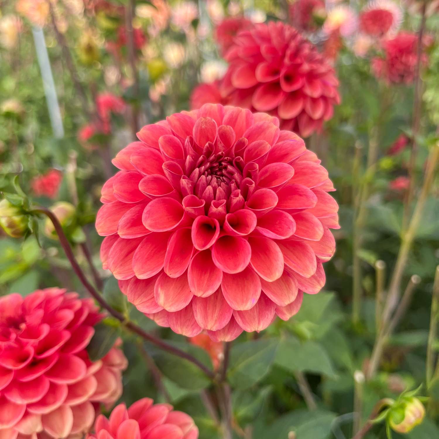 Dahlia 'Zundert Mystery Fox'