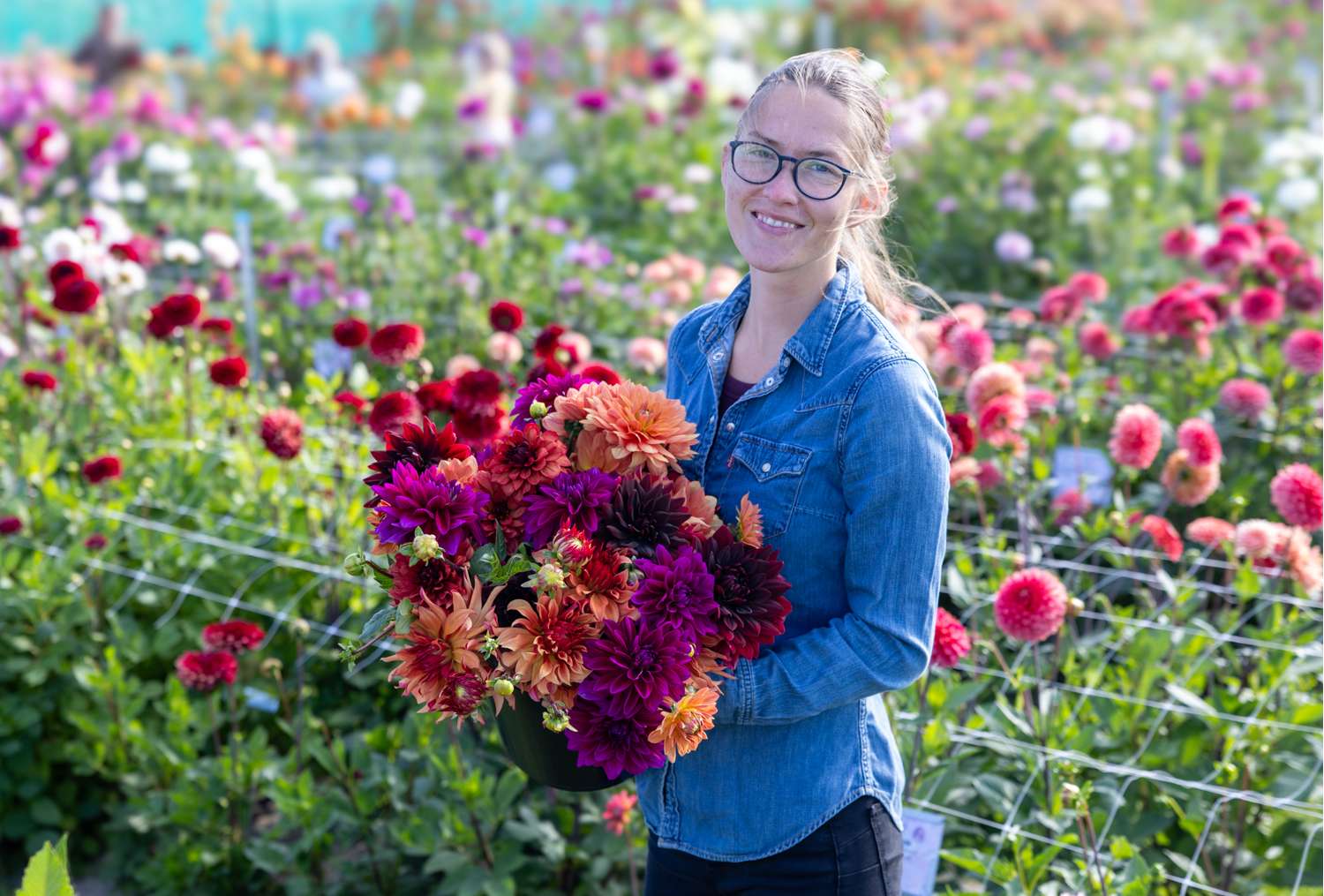 Dahlia collectie 'Amber'