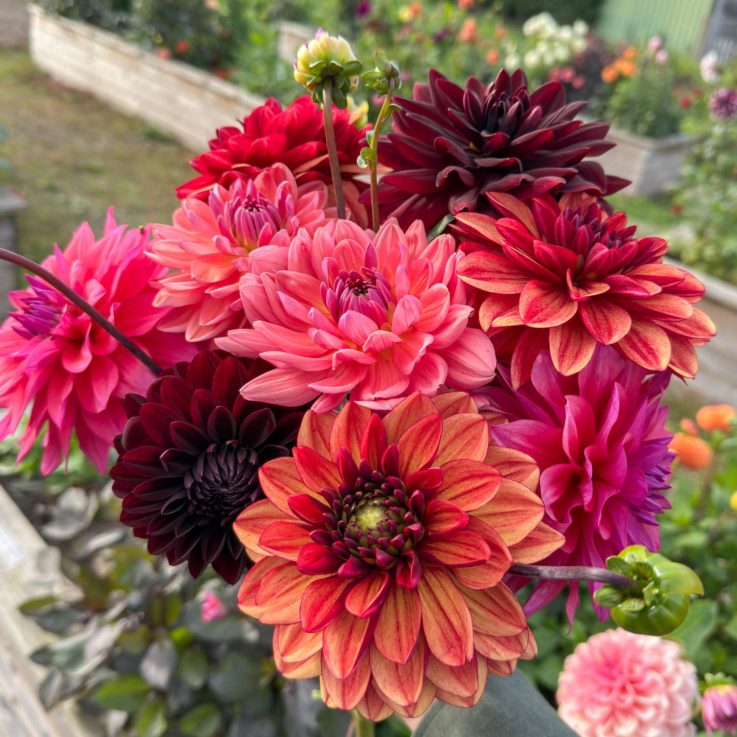 Dahlia Collectie ‘Autumn Dreams’