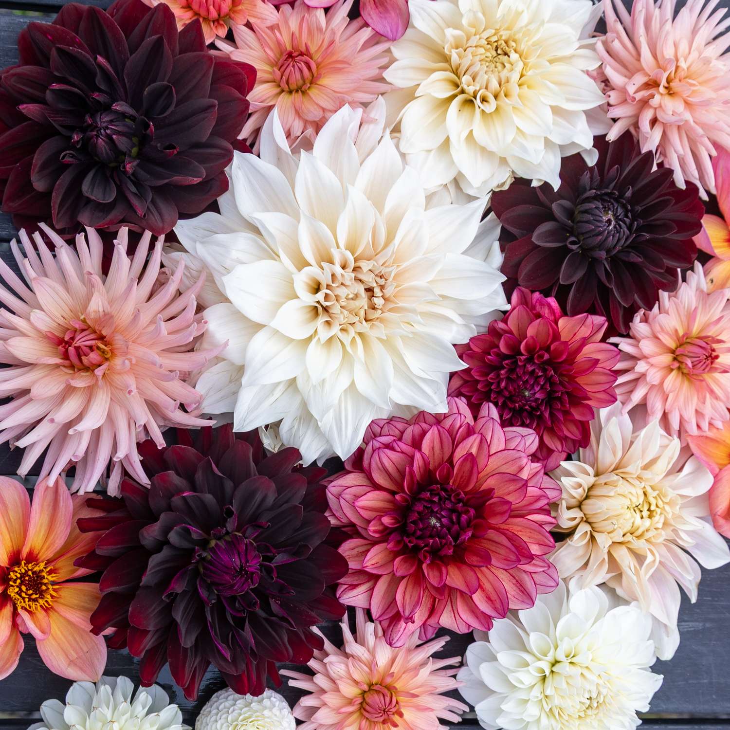 Dahlia Collectie ‘Embers’