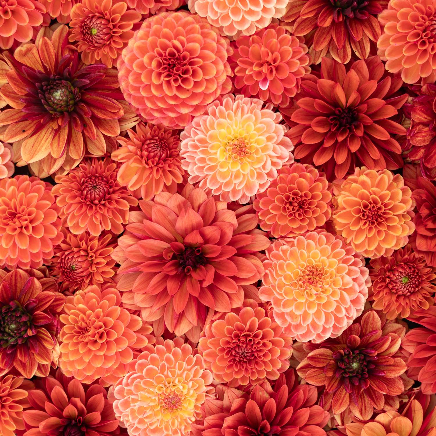 Dahlia Collectie ‘Fiery Favorites’