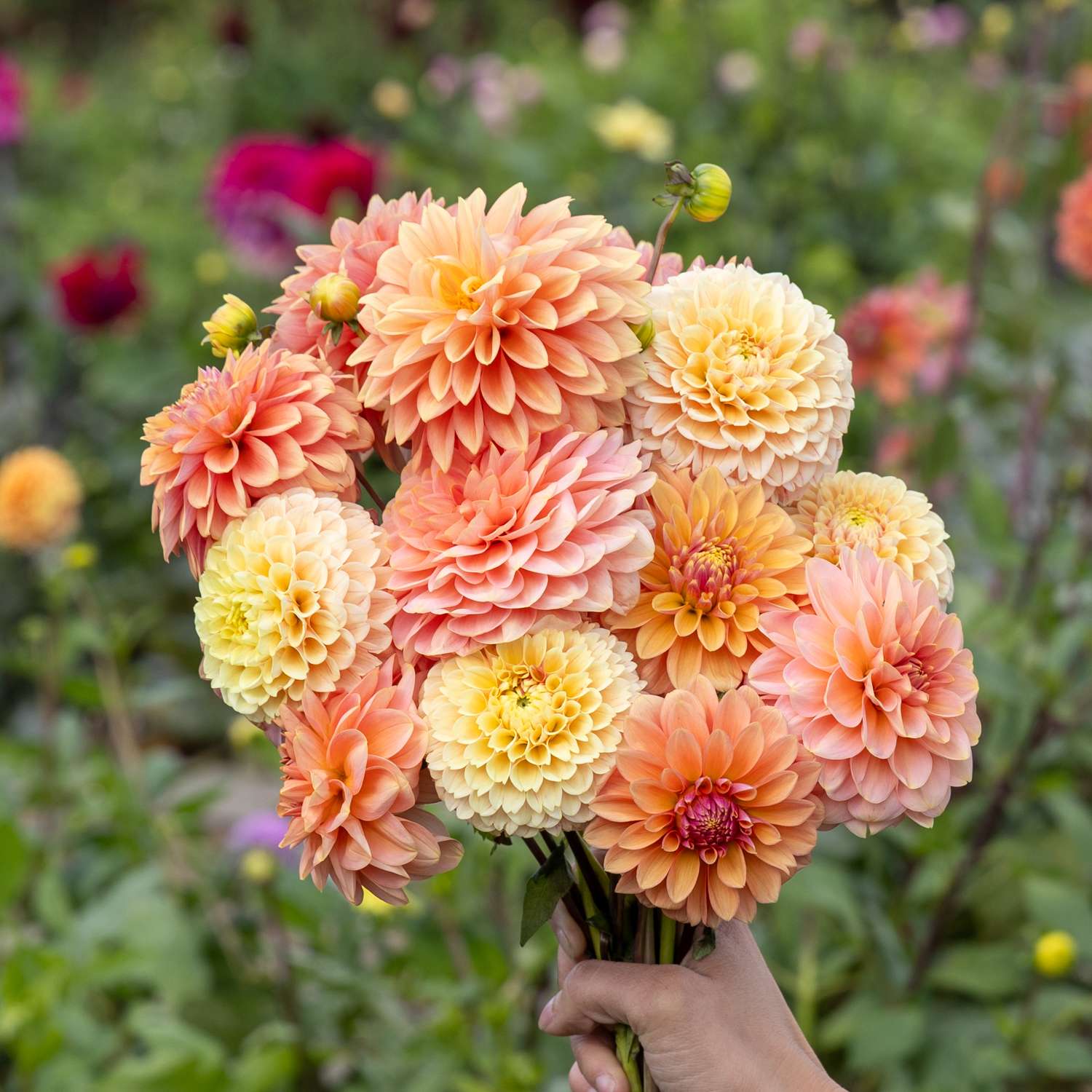 Dahlia Collectie ‘Mango Crush’