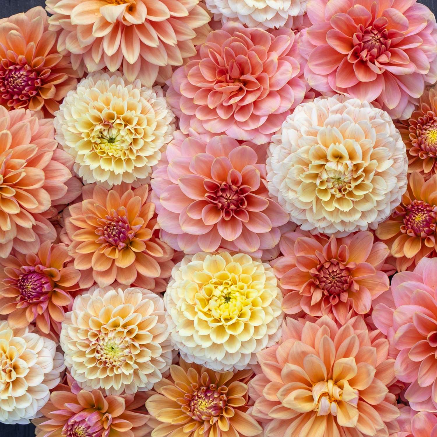 Dahlia Collectie ‘Mango Crush’