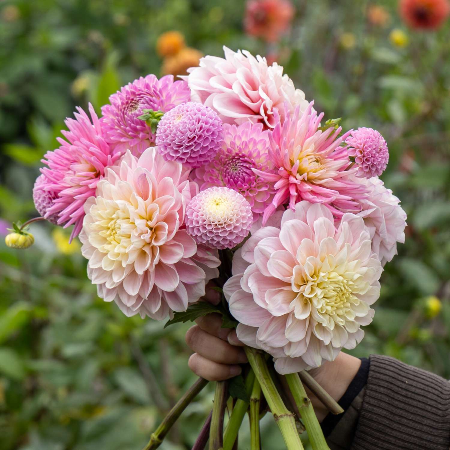 Dahlia Collectie ‘Pink Favorites’