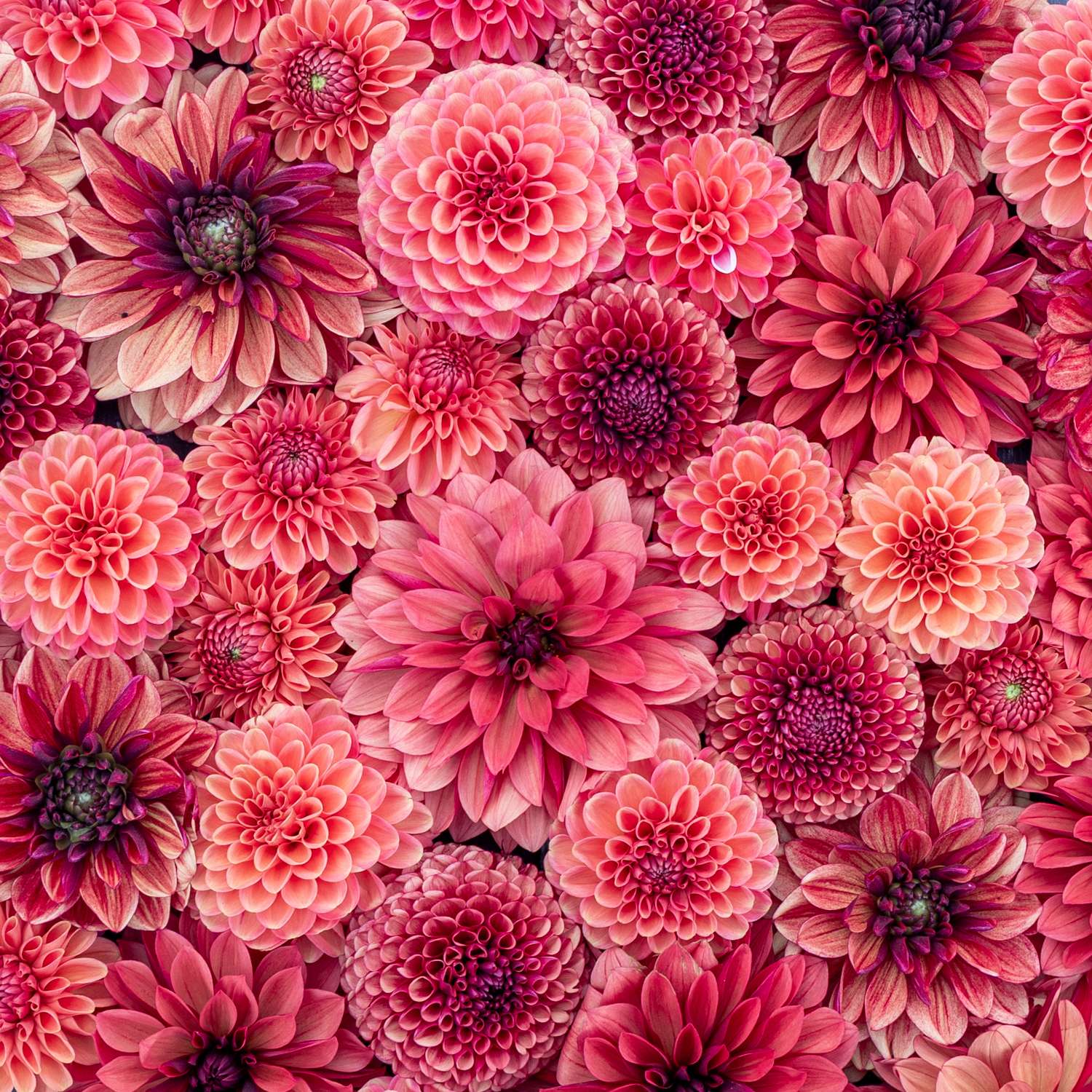 Dahlia Collectie ‘Red Favorites’