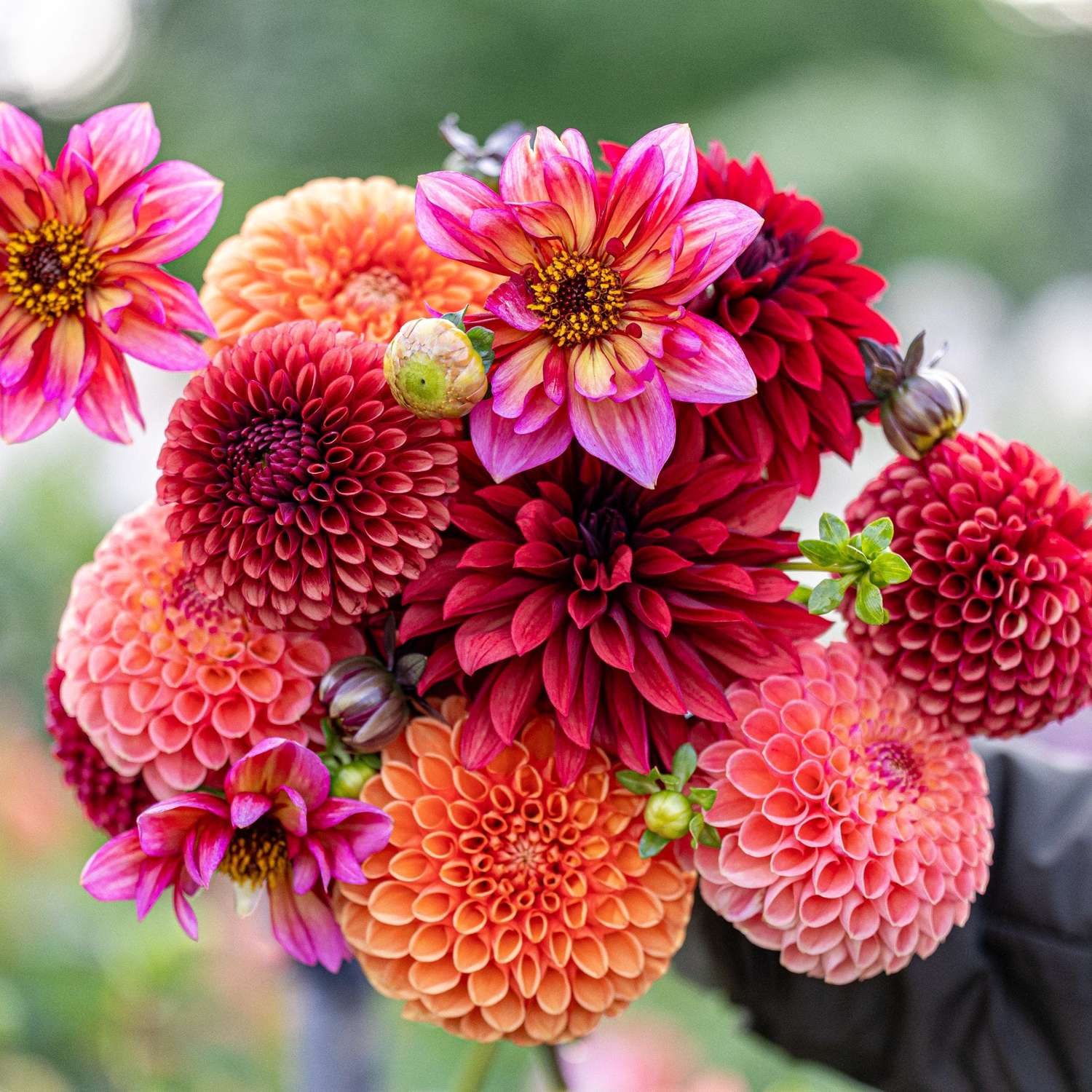 Dahlia mix 'Copper Cuddle'