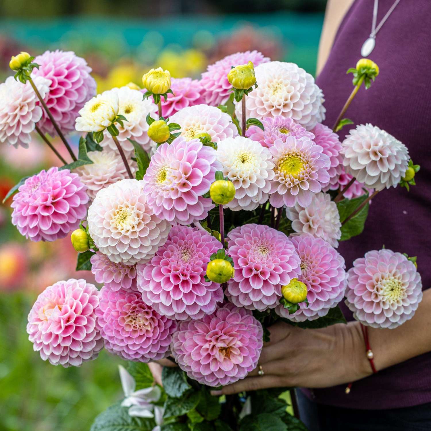 dahlia-mix-cotton-candy