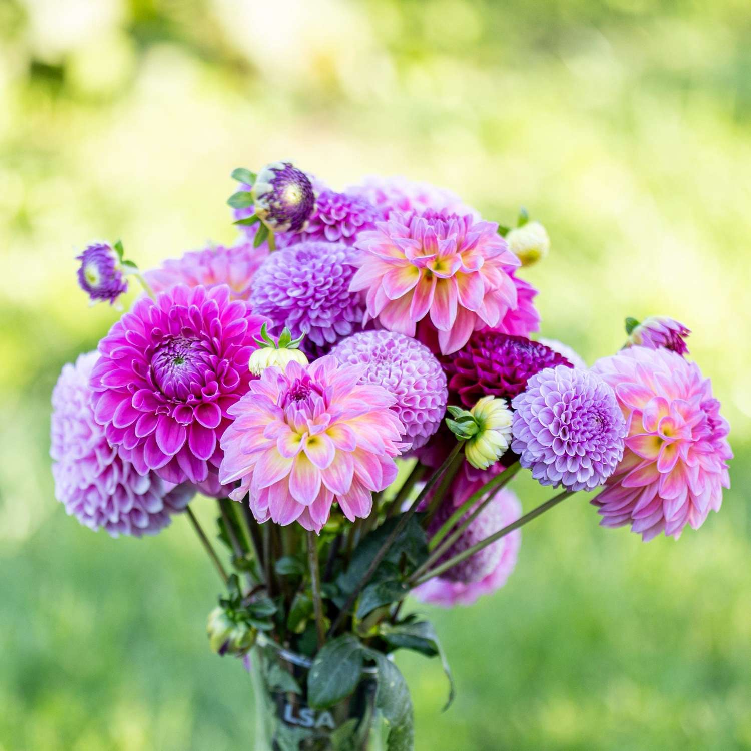 Dahlia mix 'Crown Jewels'
