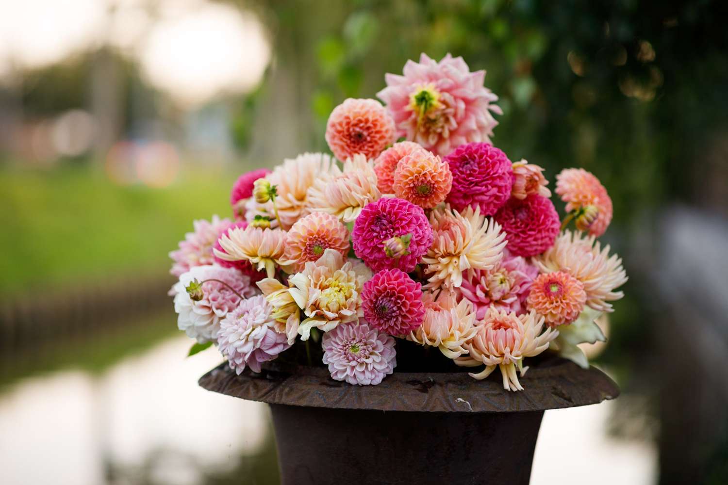 Dahlia mix 'Deborah'