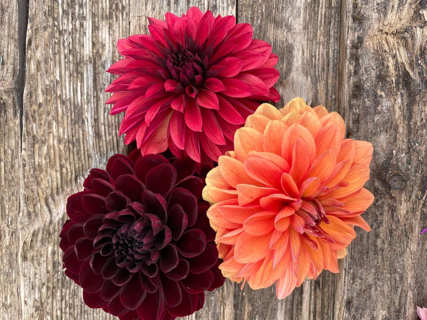 Dahlia mix 'Dramatic'