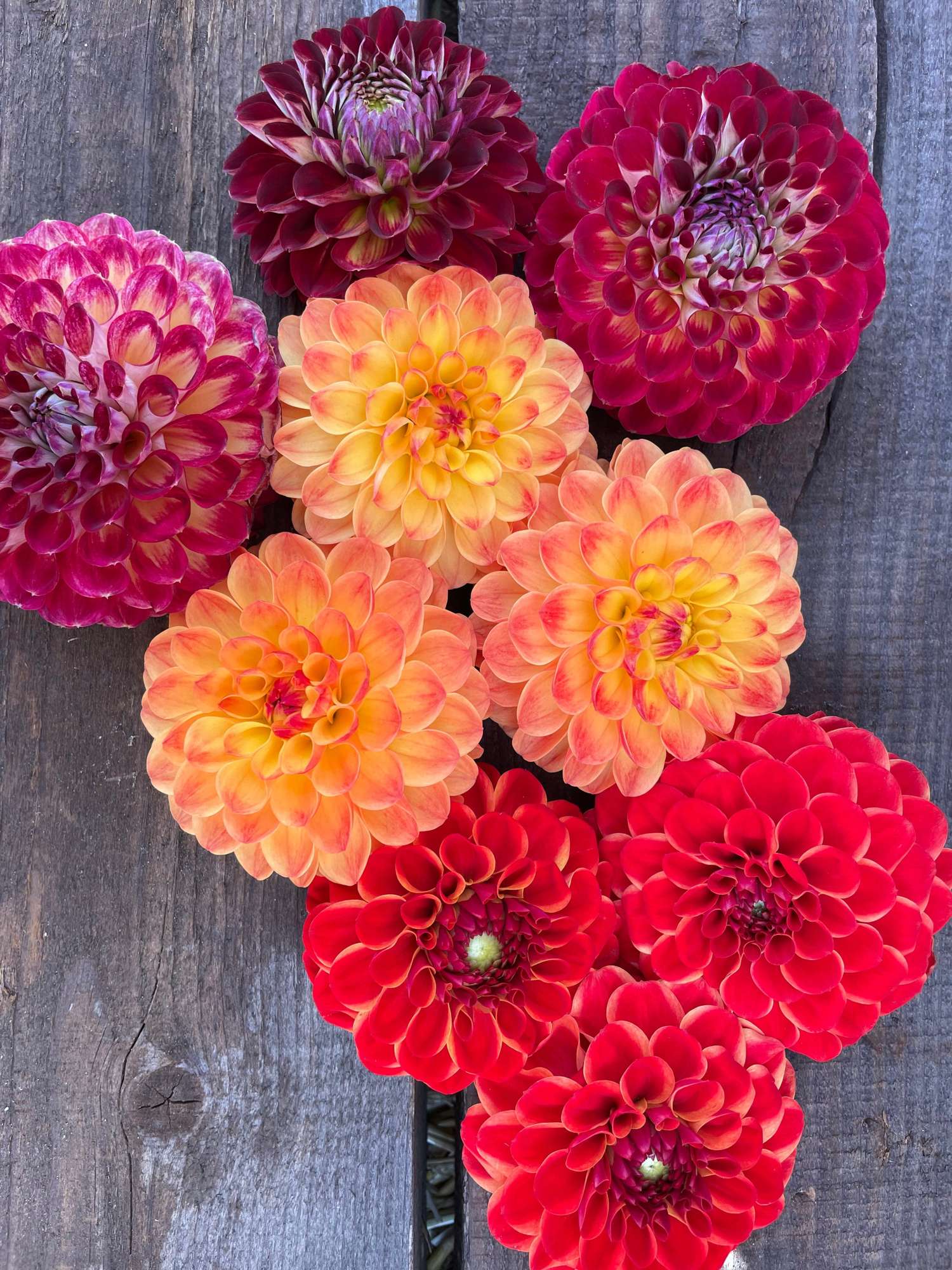 Dahlia mix 'Fire'