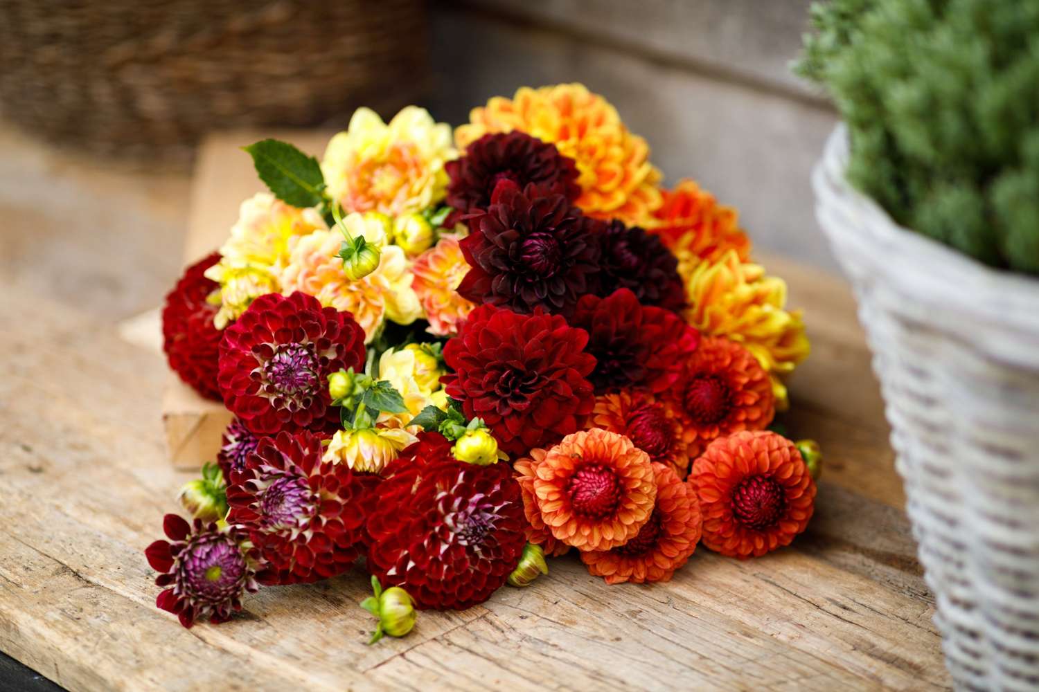 Dahlia mix 'Jessica'