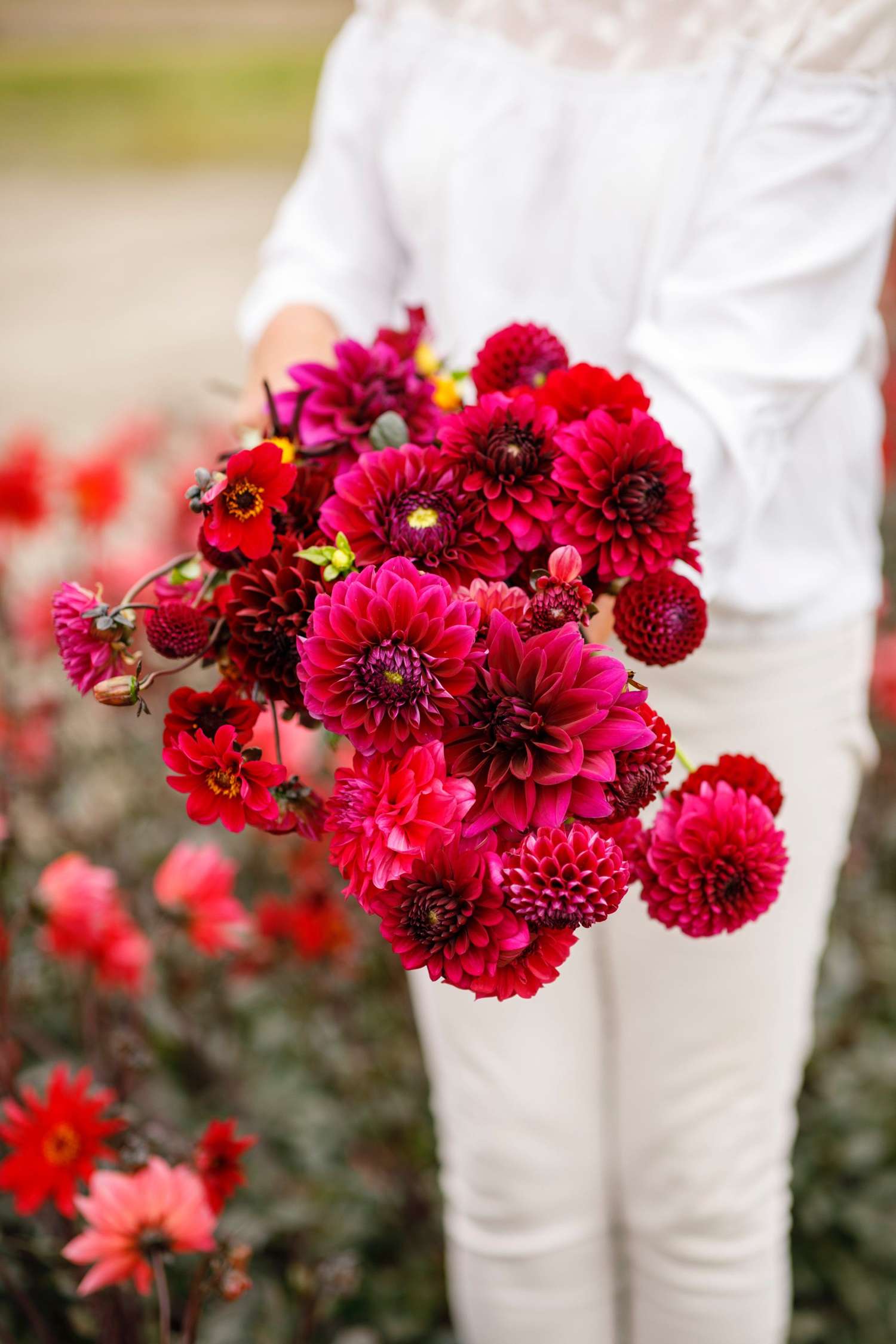 Dahlia mix 'Kathrine'