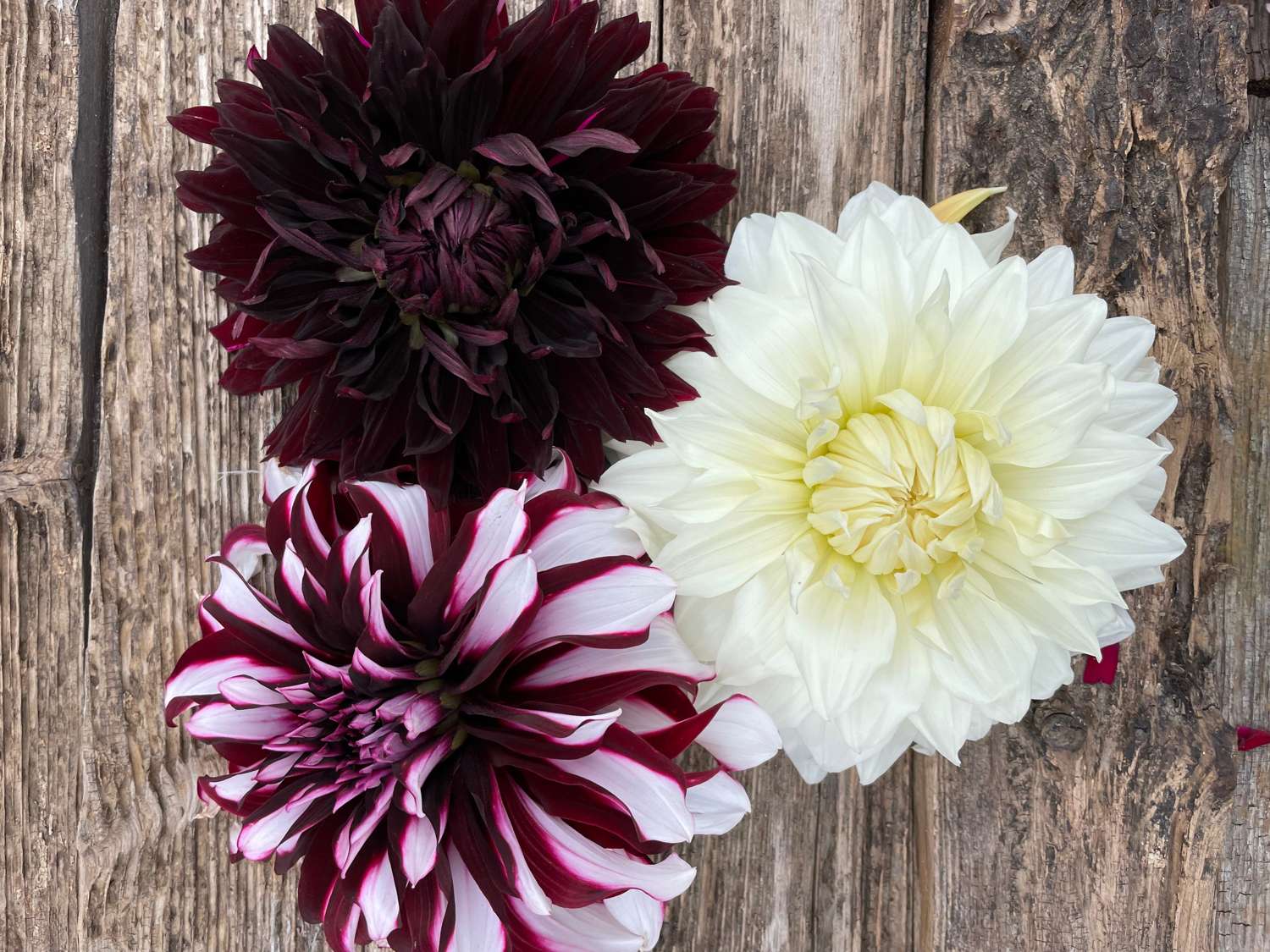 Dahlia mix 'Light & Dark'