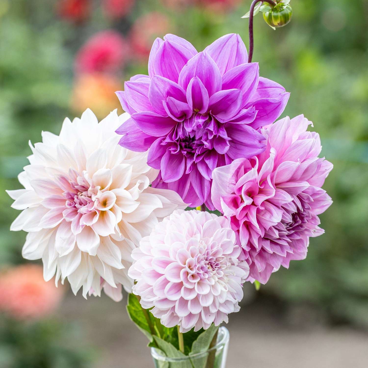 Dahlia mix 'Lilac Latte'