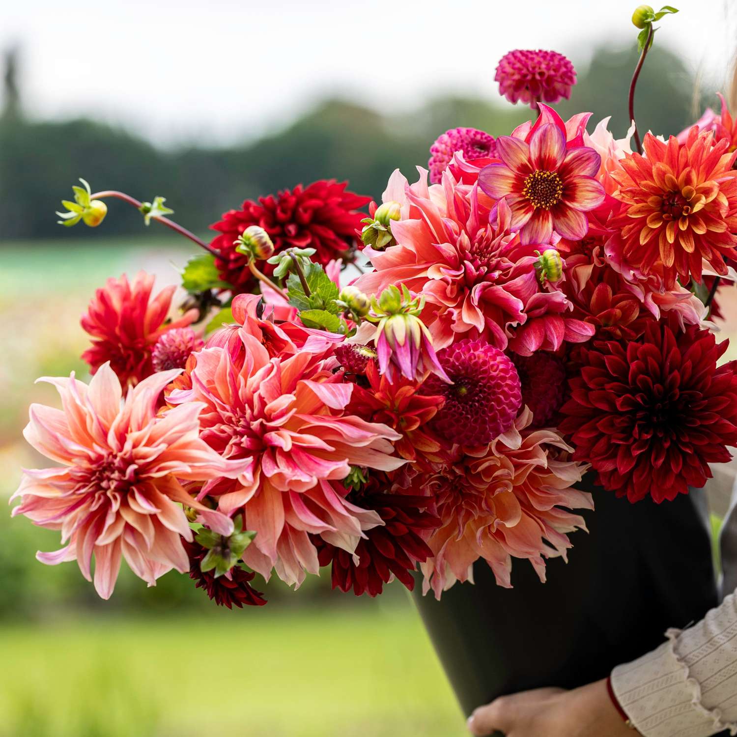 Dahlia mix 'Love Charm'