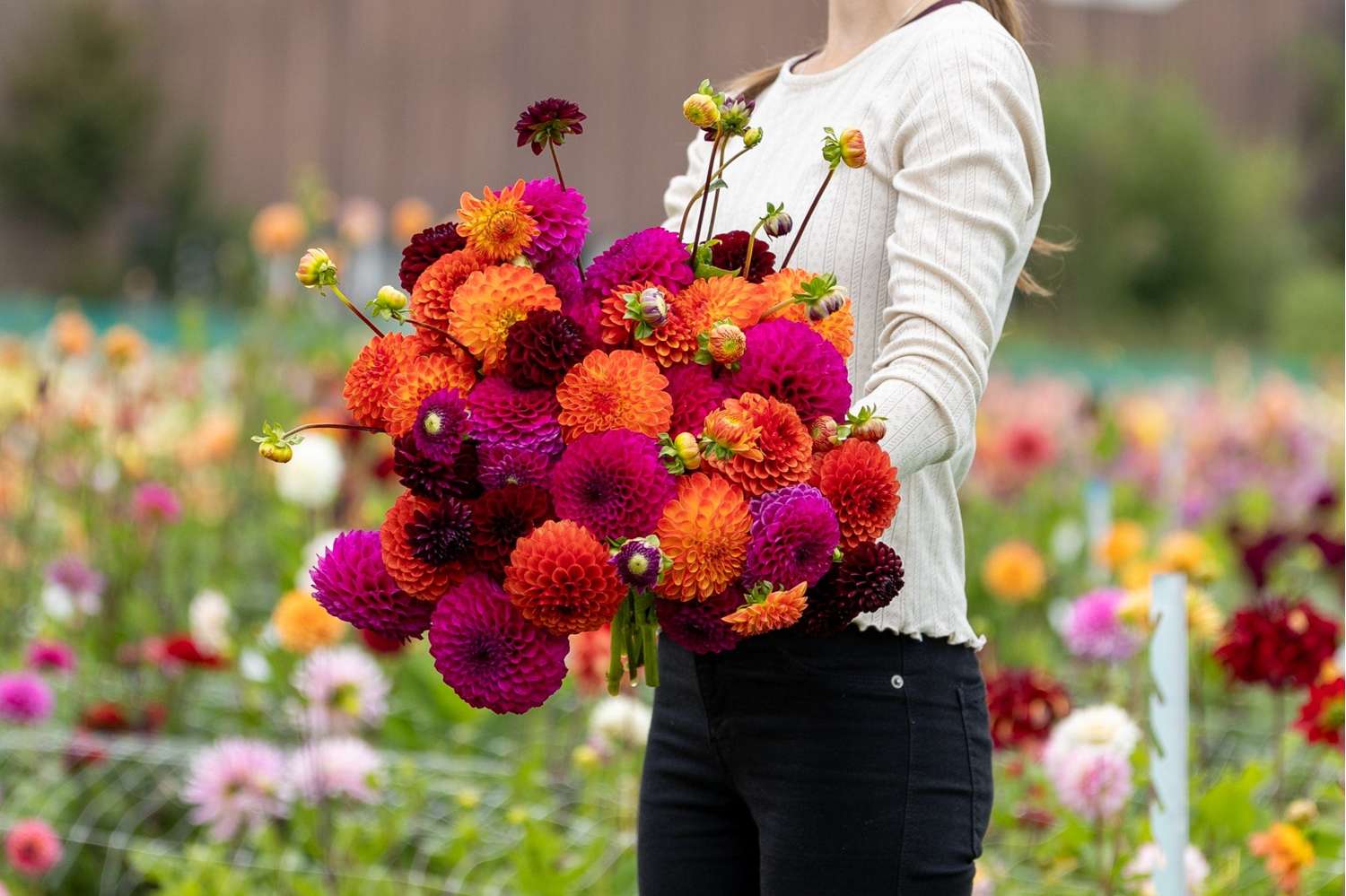 Dahlia mix 'Mystical Mirage'