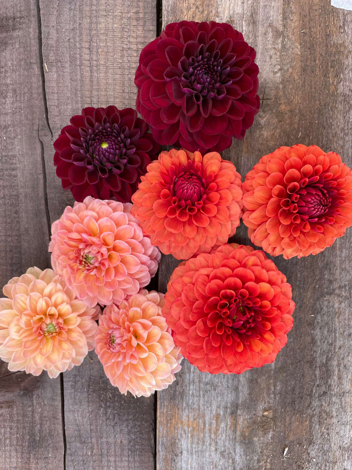 Dahlia mix 'Passion'