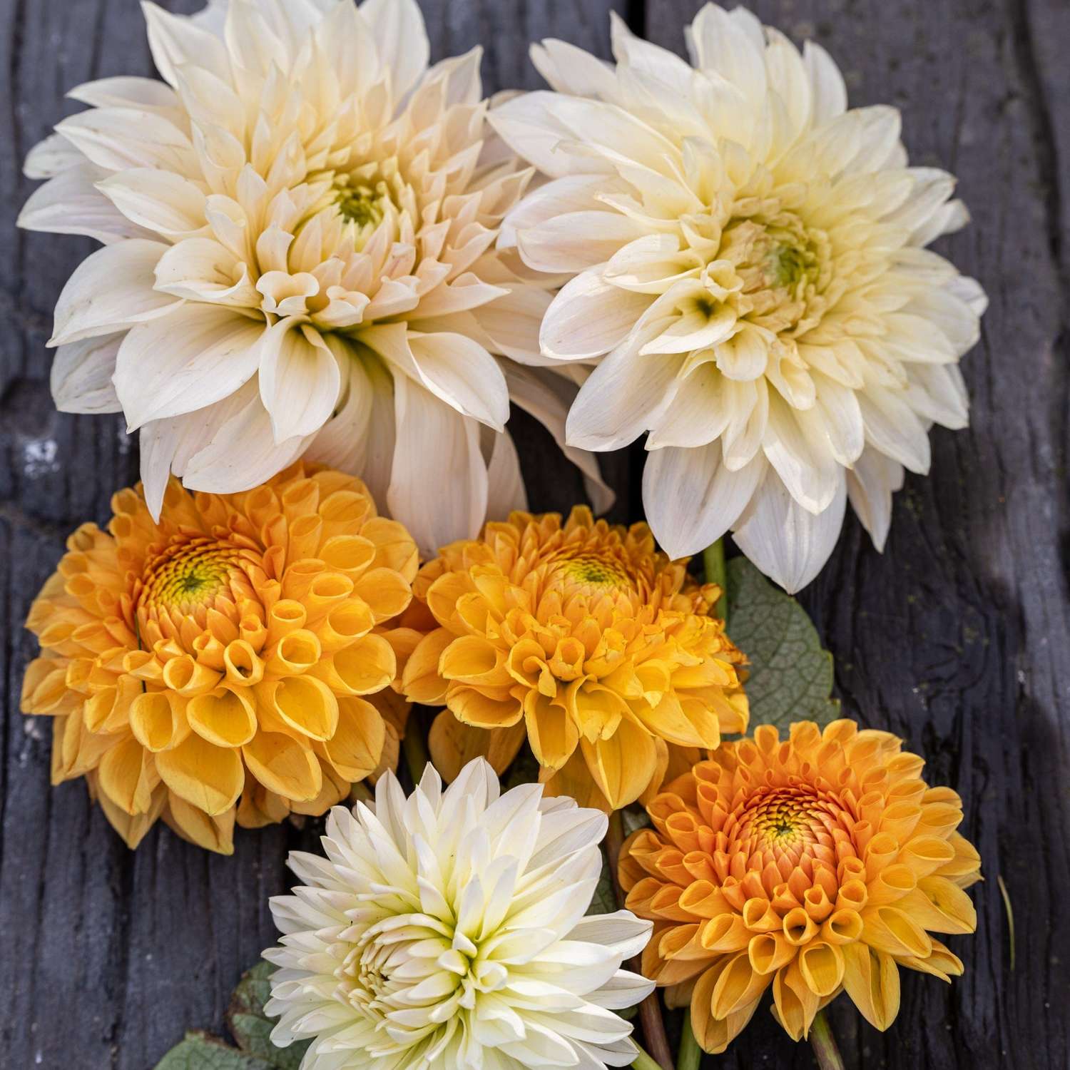 Dahlia mix 'Sunset Serenity'