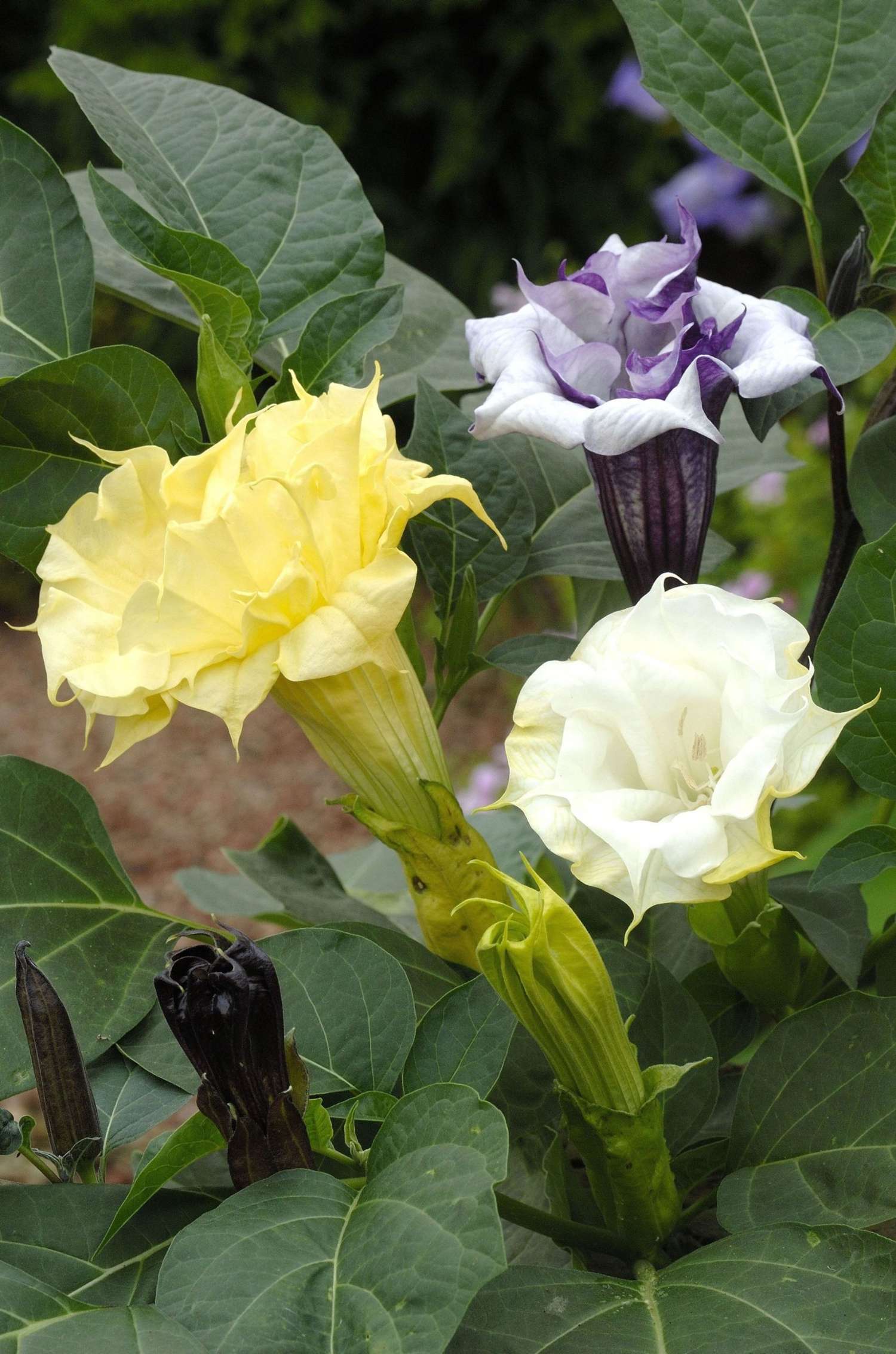 Datura metel 'Ballerina Formula Mixture' (zaden)