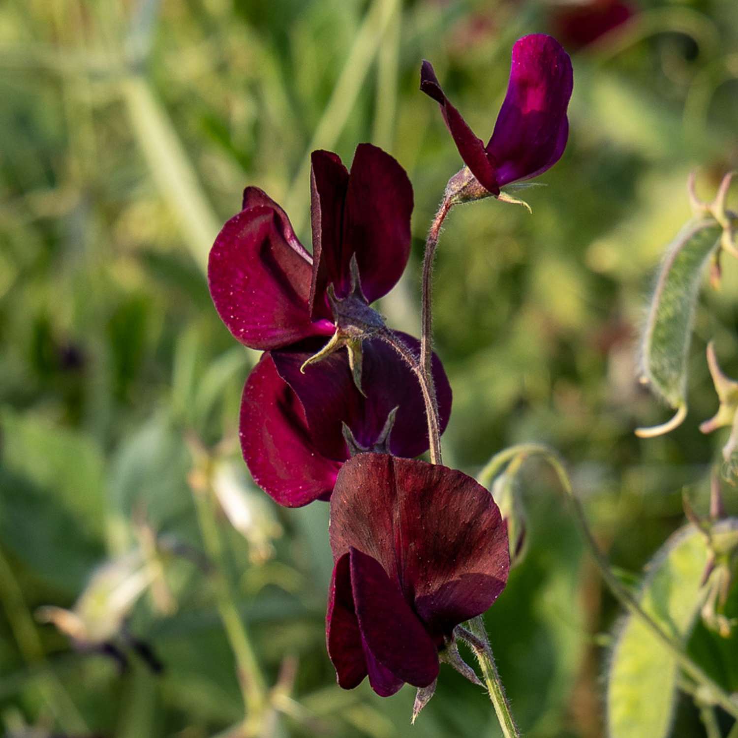 Pronkerwt 'Elegance Burgundy' (zaden)