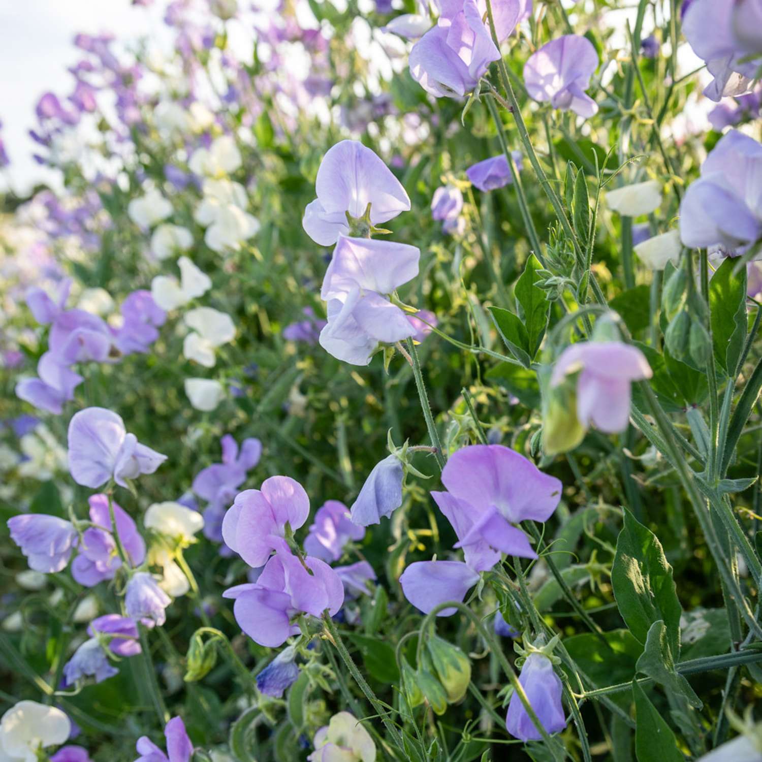 Pronkerwt 'Royal Lavender' (zaden)